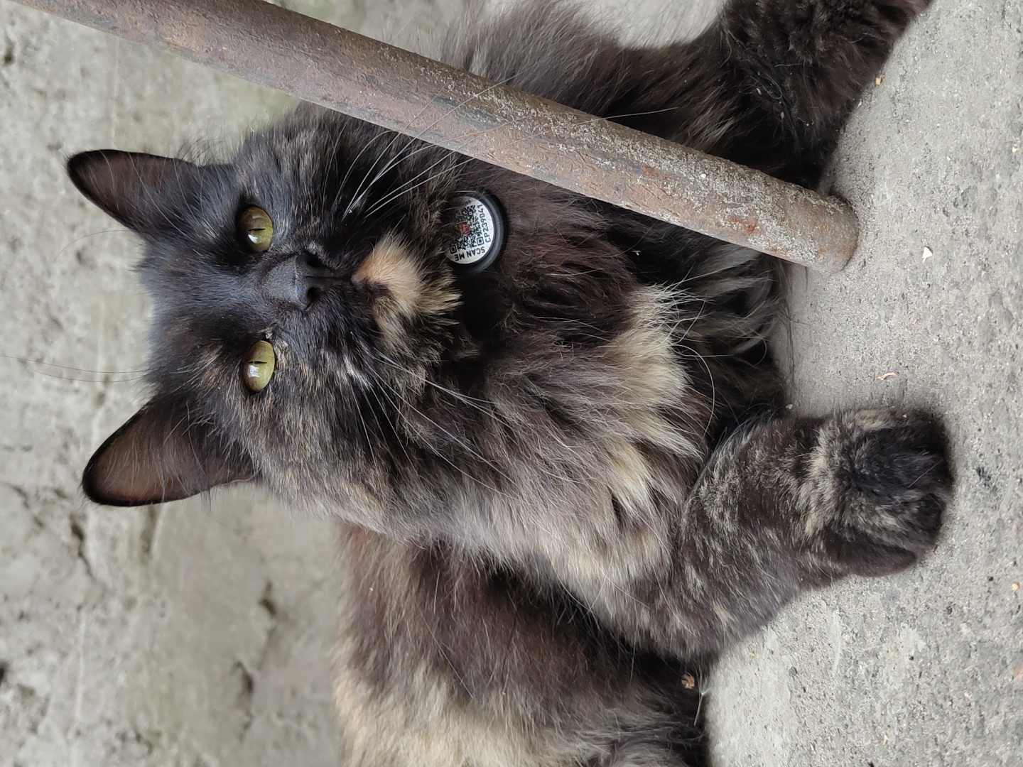 A medium shot depicts a cat lying on its side, with a gray concrete background. The cat is mostly dark, with a mix of black, gray, and brown fur. It has green eyes and a small patch of lighter fur near its nose. A rusty metal bar partially obscures the cat. The cat wears a round, black collar tag with a QR code and the words "SCAN ME" printed on it. The cat appears to be in a city area, judging by the concrete environment. Location information is unavailable.