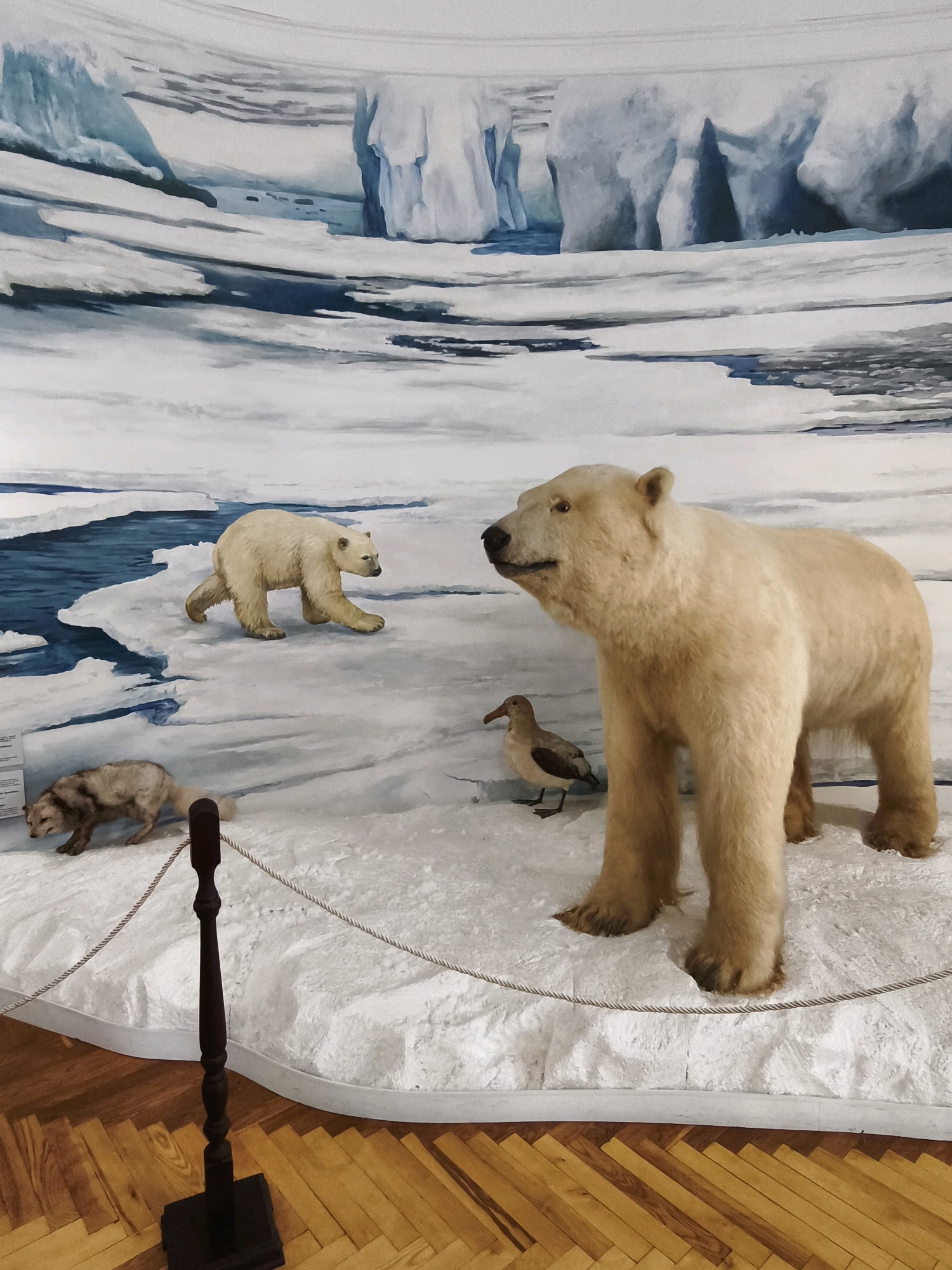 An indoor museum diorama depicts an Arctic scene. A large, taxidermied polar bear stands prominently on the right, facing left. To its left, a smaller, juvenile polar bear walks across an icy expanse. In the foreground, a taxidermied arctic fox or similar canine is seen sniffing the ground on the left. A taxidermied bird, possibly a gull, stands to the right of the large polar bear. The diorama features a painted backdrop of icebergs and water, simulating an arctic environment. A rope barrier, supported by dark wooden posts, separates the diorama from a polished wooden floor.