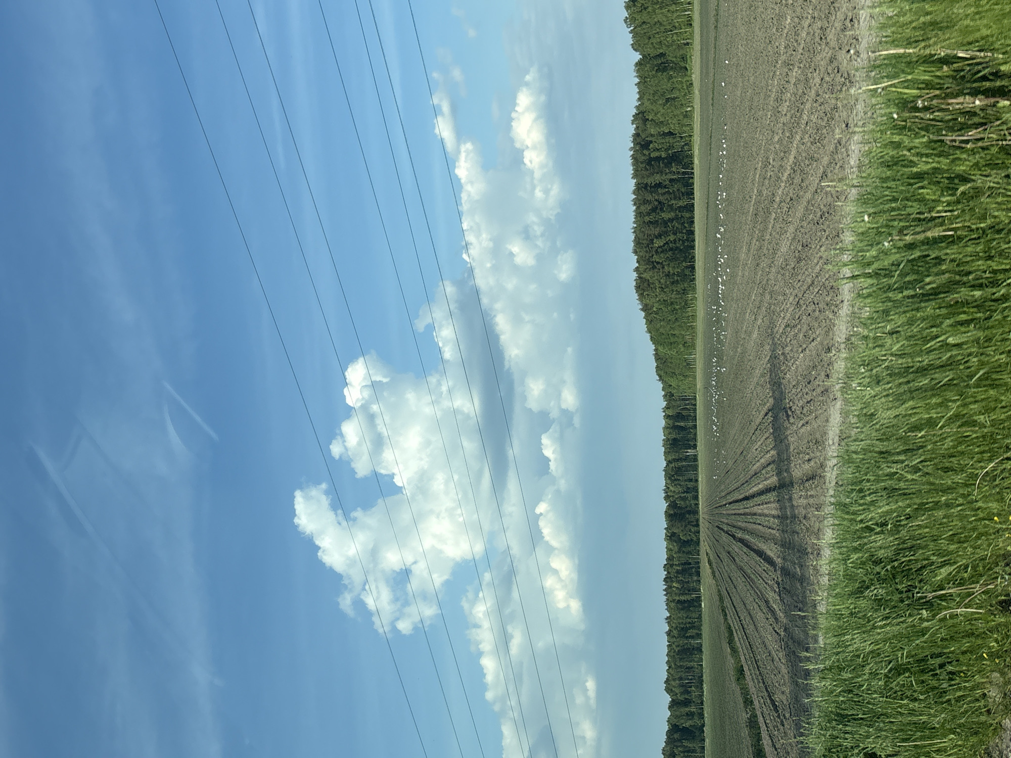 The image captures a rural or semi-rural landscape in the city of P.im.sverdlova, Russia, under a bright blue sky with scattered white cumulus clouds. Multiple dark power lines extend horizontally across the upper two-thirds of the frame, traversing the sky and passing in front of the clouds. Faint, linear streaks, possibly reflections or distant contrails, are visible in the upper sky.
A dense, dark green forest line runs along the horizon, separating the sky from a large, open field. The mid-ground features a freshly tilled, light brown field with prominent parallel rows extending towards the horizon, casting distinct linear shadows. A considerable flock of small, white birds is scattered across the right half of this tilled field, visible as numerous small white specks. Beyond this field, on the left, another section of cultivated land is visible.
The foreground is dominated by a dense growth of tall, vibrant green grass, obscuring the immediate ground plane. Small yellow floral elements are subtly visible within the grass on the lower right. The scene is illuminated by direct sunlight, indicating clear weather conditions. No human figures or discernible structures other than the power lines are present.