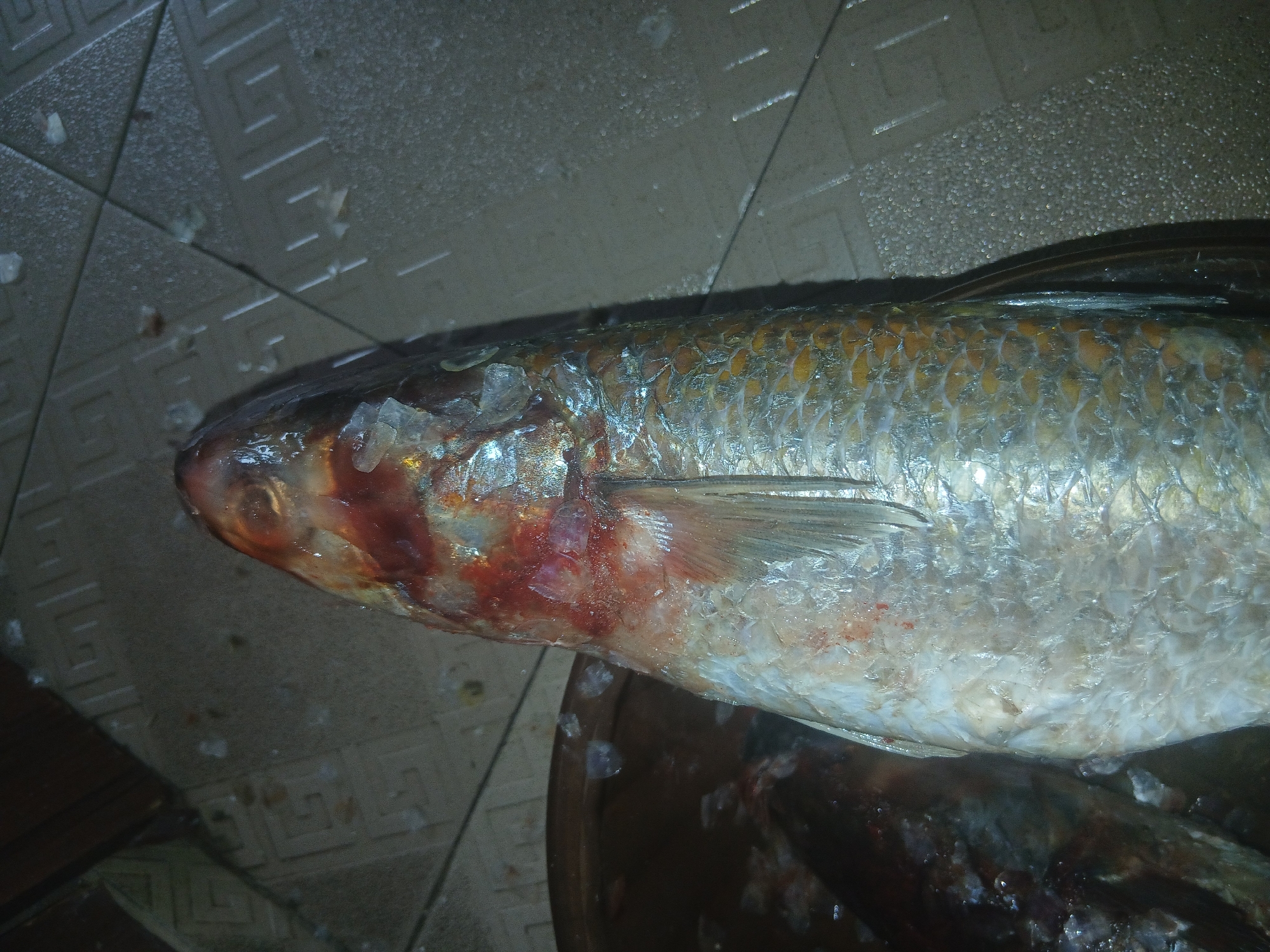 A close-up, overhead shot shows a dead fish lying on a patterned tile floor. The fish is silver with golden scales and appears to be freshly caught, with some blood visible around its head and gills. There are fragments of ice scattered around the fish and on the floor. In the background, another fish is partially visible, submerged in a dark container. The lighting is dim, casting shadows on the scene.