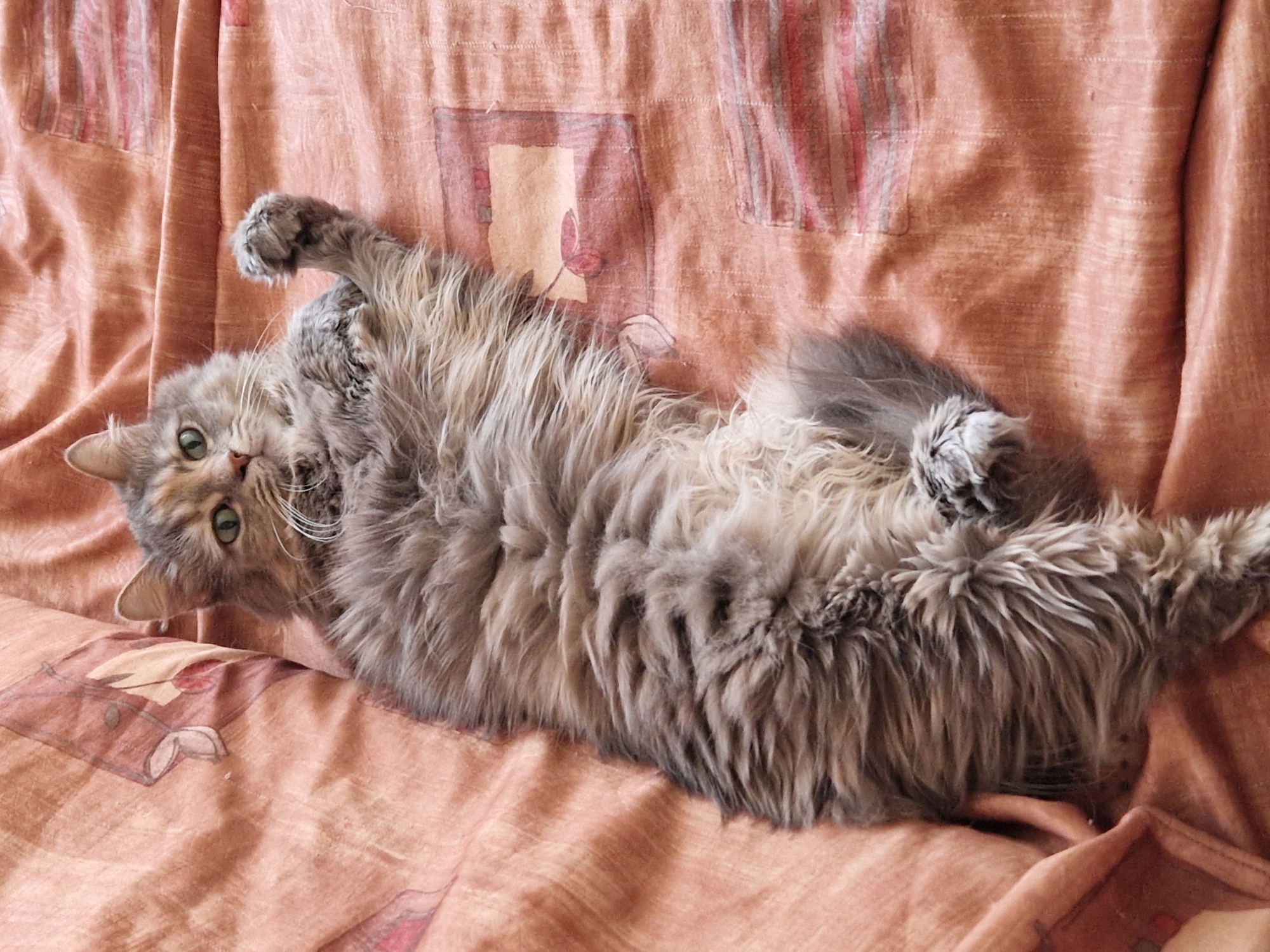 A fluffy, long-haired grey cat with green eyes is lying on its back on a patterned, orange-brown fabric surface. The cat's paws are visible, with one paw raised slightly. The fabric appears to be a blanket or bedding, with a repeating abstract pattern in darker shades of brown and pink. The image is taken from a top-down perspective. There are no people or indications of a specific city or location.