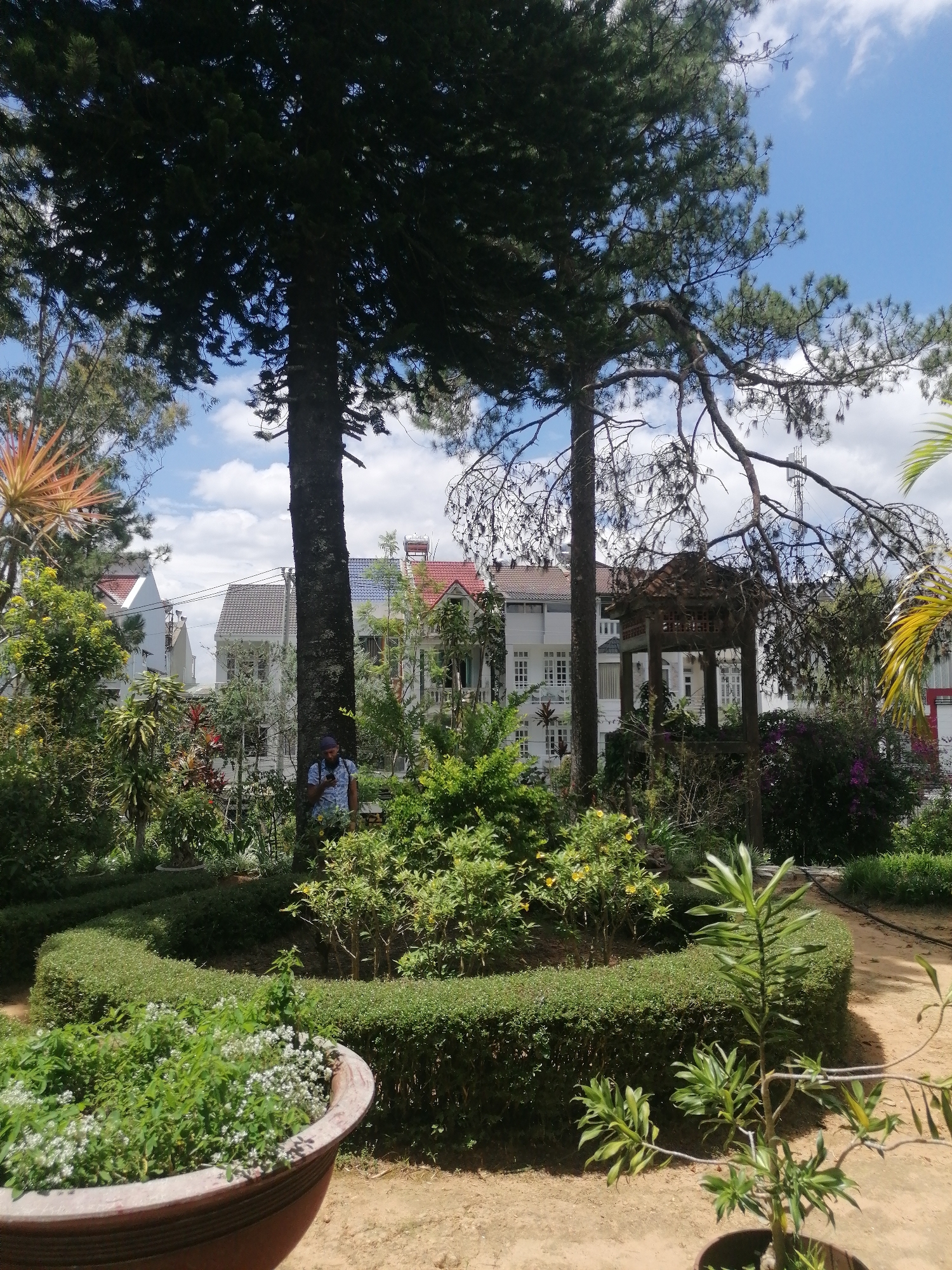 A medium shot captures a lush garden area in Da Lat, Vietnam. Two large pine trees dominate the foreground, casting shadows across the scene. In the middle ground, a person wearing a blue and white patterned shirt and a dark baseball cap stands near the trunk of one of the pine trees, looking at their phone. Behind them, a weathered wooden gazebo with a thatched roof is visible amidst dense greenery. Beyond the garden, a row of white buildings with red-tiled roofs stretches across the horizon, set against a bright blue sky with scattered clouds. The garden features manicured hedges, flowering bushes, and a large terracotta pot filled with white flowers in the lower left corner. The ground is covered in light brown dirt.