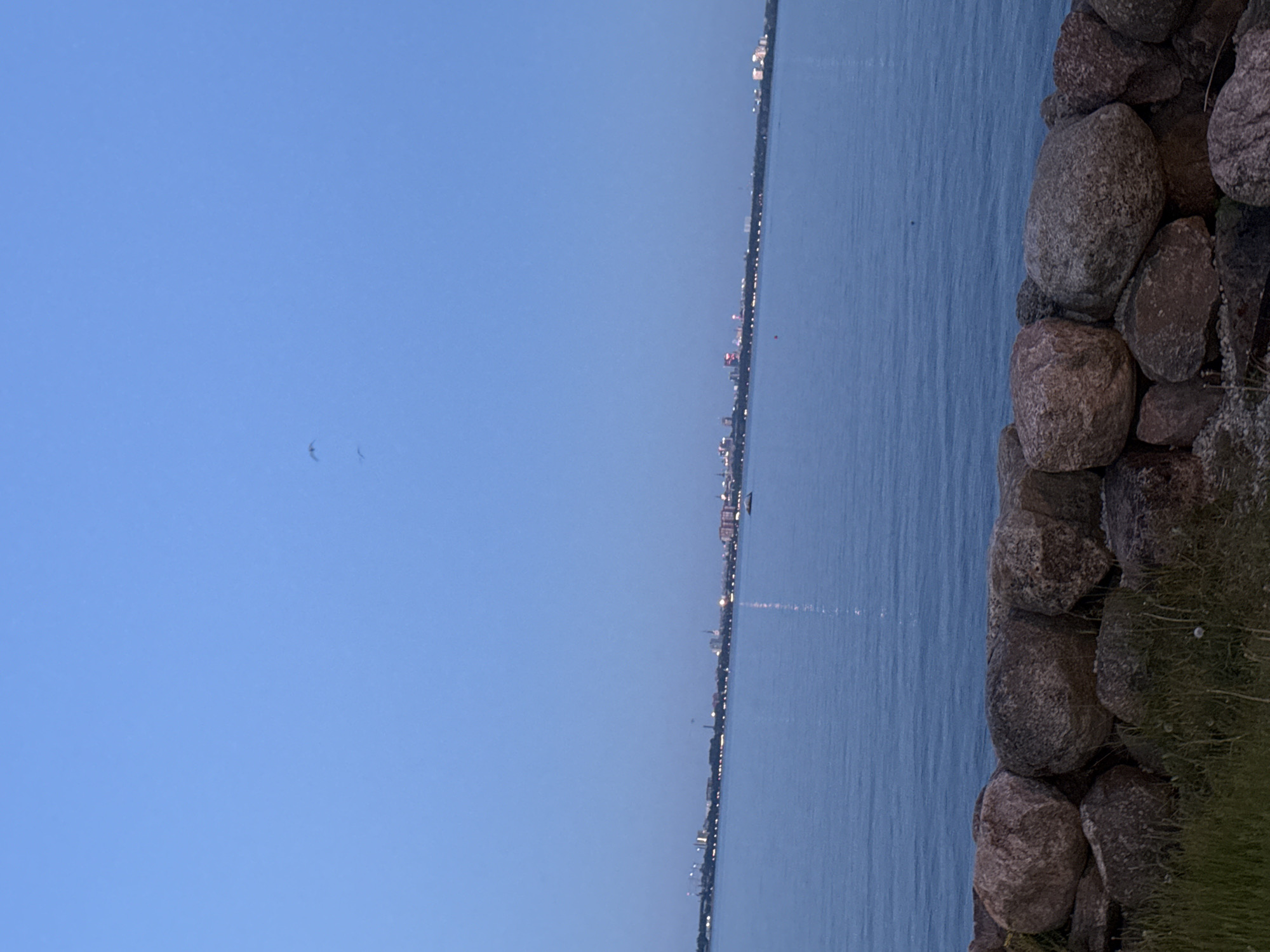 The image presents a dusk scene along the coast of Tallinn, Estonia, viewed across a body of water toward the city. The upper two-thirds of the frame show a clear sky, transitioning from a light blue overhead to a deeper blue at the horizon. Two small, dark bird silhouettes are visible in the upper left quadrant, approximately one-quarter down from the top and one-third in from the left edge. The middle third of the image is occupied by calm, dark blue water, reflecting a vertical streak of light from the distant shore, positioned slightly right of the frame's center. A small, light-colored boat is visible on the water, positioned horizontally central and just above the mid-point between the foreground and the distant city lights. A faint, dark, indistinct object or buoy is in the water to the right of the boat. The distant horizon reveals a panoramic line of illuminated city lights, stretching across the entire width of the image, indicating the urban landscape of Tallinn. The foreground, comprising the bottom third of the image, features a retaining wall constructed from large, rounded boulders. These rocks exhibit varied shades of reddish-brown and dark gray. Sparse green grass and a few small, white dandelion-like plants are visible in front of and between the rocks at the very bottom edge of the frame. No individuals are present, and no specific actions or interactions are depicted.