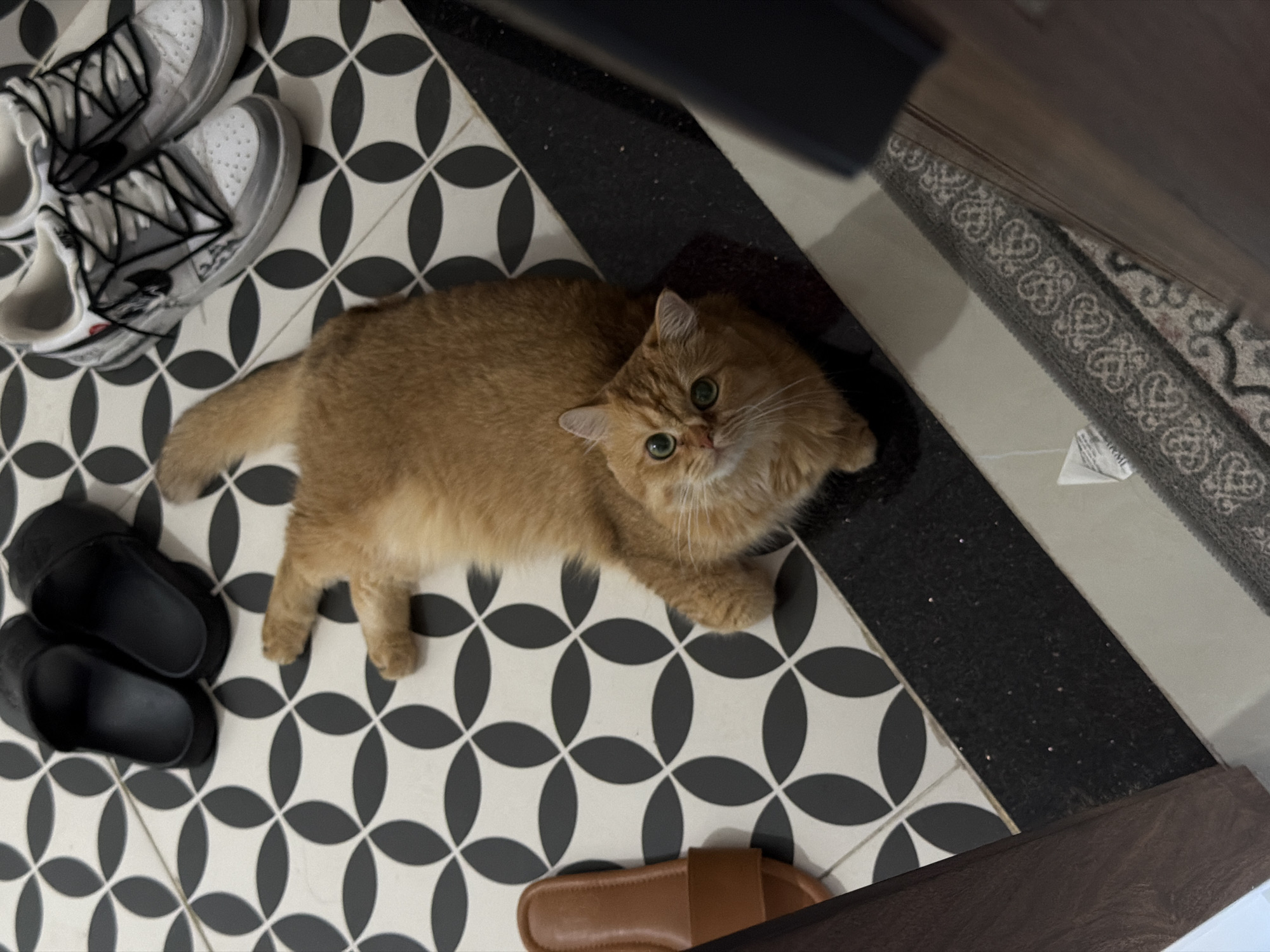 The image depicts an indoor scene, likely a hallway or entryway, with a patterned tile floor. An orange cat is lying on the floor, looking up at the camera. To the left of the cat are a pair of black slides, and to the right are a pair of white sneakers. In the lower left corner, a brown sandal is visible. The scene does not contain any identifiable landmarks or elements that would indicate a specific location in Đà Nẵng, Vietnam.