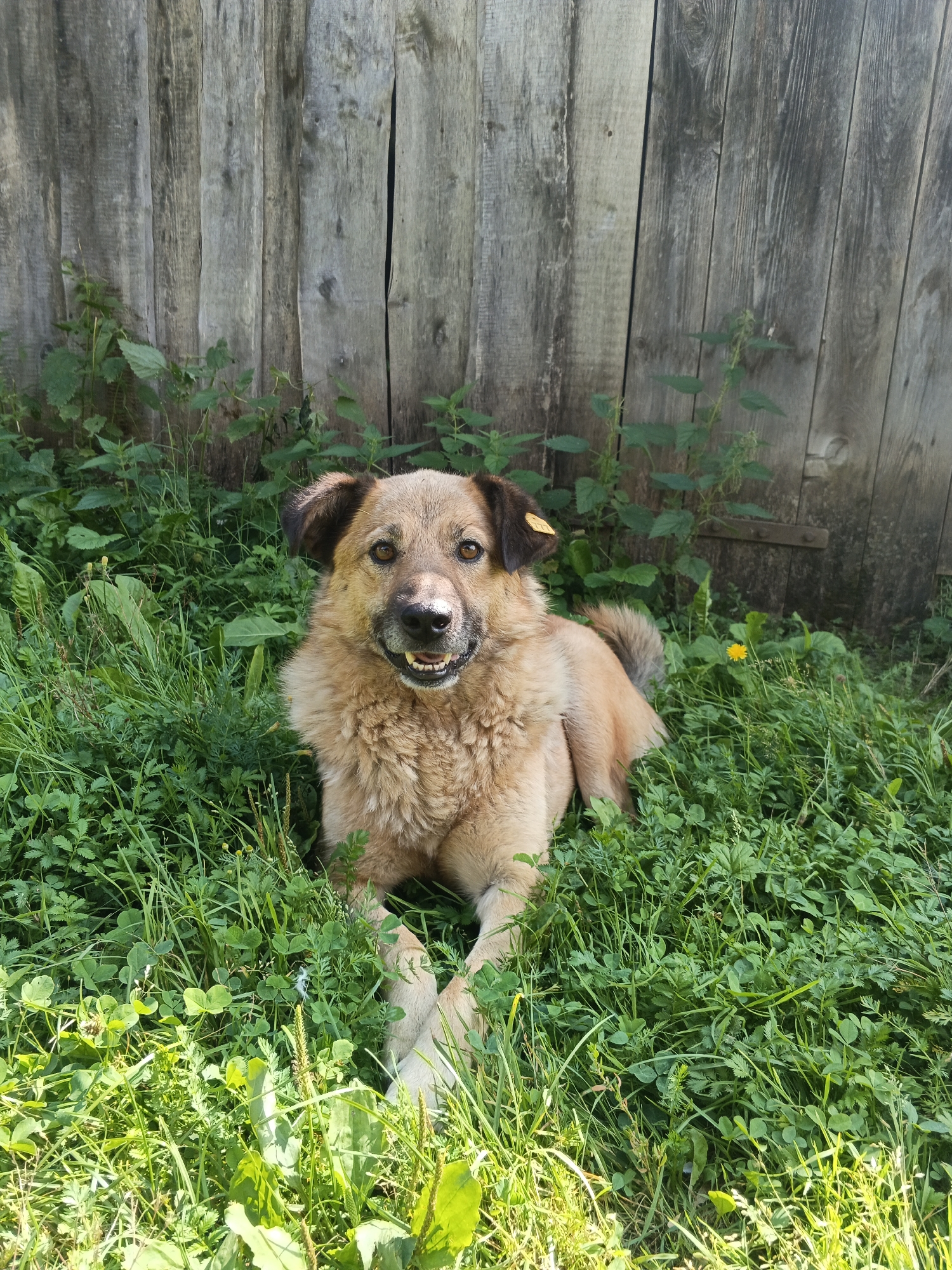 A light brown medium-sized dog with dark brown ears and a yellow tag on its right ear is lying down in green grass in front of a weathered wooden fence. The dog is facing forward with its mouth slightly open, appearing to be panting or smiling. The fence behind the dog is made of vertical wooden planks and shows signs of age and weathering. Various green plants, including clovers and other leafy vegetation, surround the dog. A single yellow flower is visible in the grass to the right of the dog. The scene appears to be outdoors, likely in a rural or backyard setting. The image was taken in Medvedyovka, Russia.