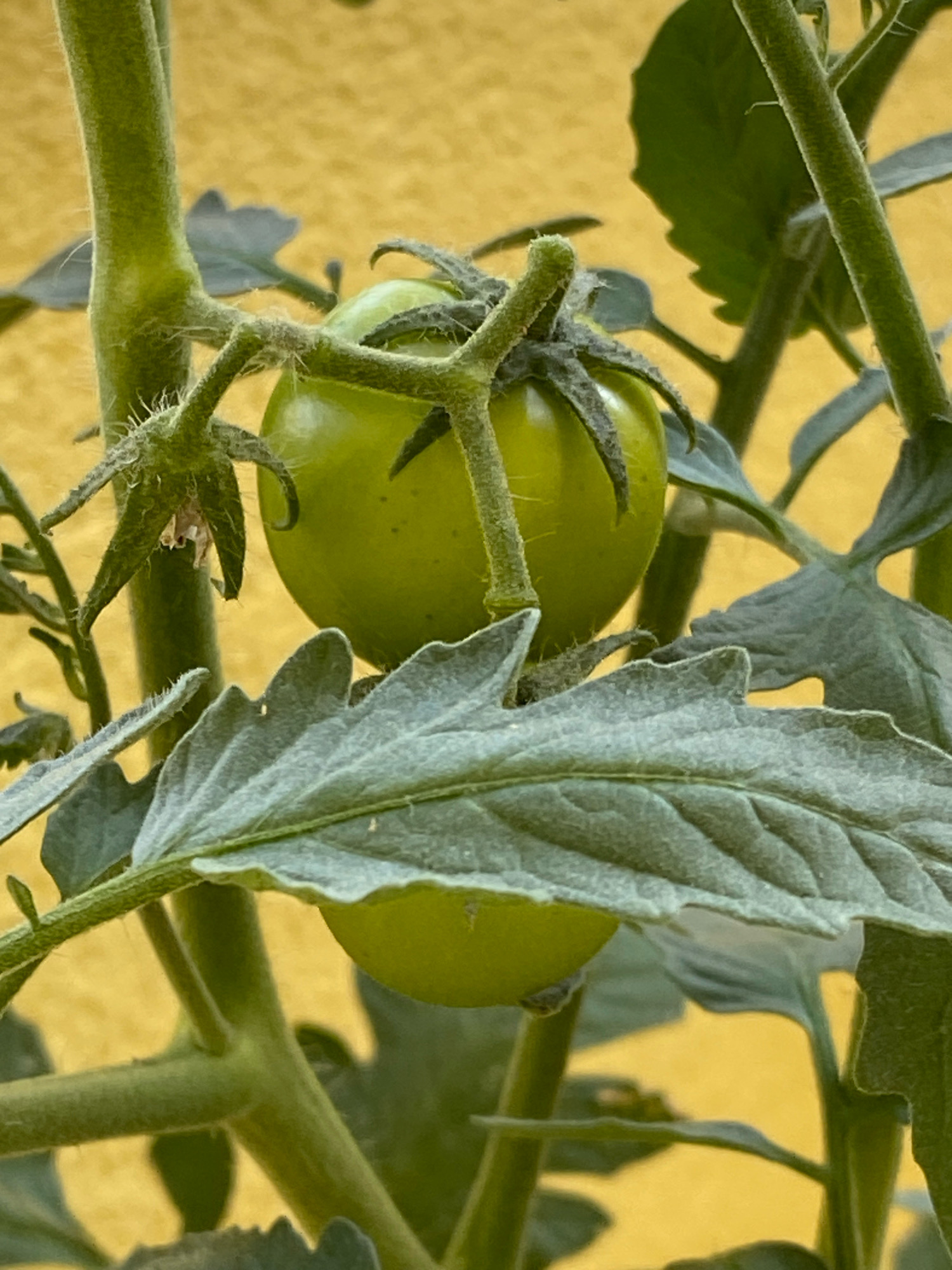 The image shows a close-up of a green tomato plant with unripe tomatoes and leaves against a blurred yellow background. The plant has fuzzy stems and branches, and the leaves are serrated. One prominent green tomato is in the center, with several smaller ones and a withered flower visible. The lighting suggests an outdoor setting, possibly a garden or a balcony. The scene is focused on the plant's growth and the early stages of fruit development.