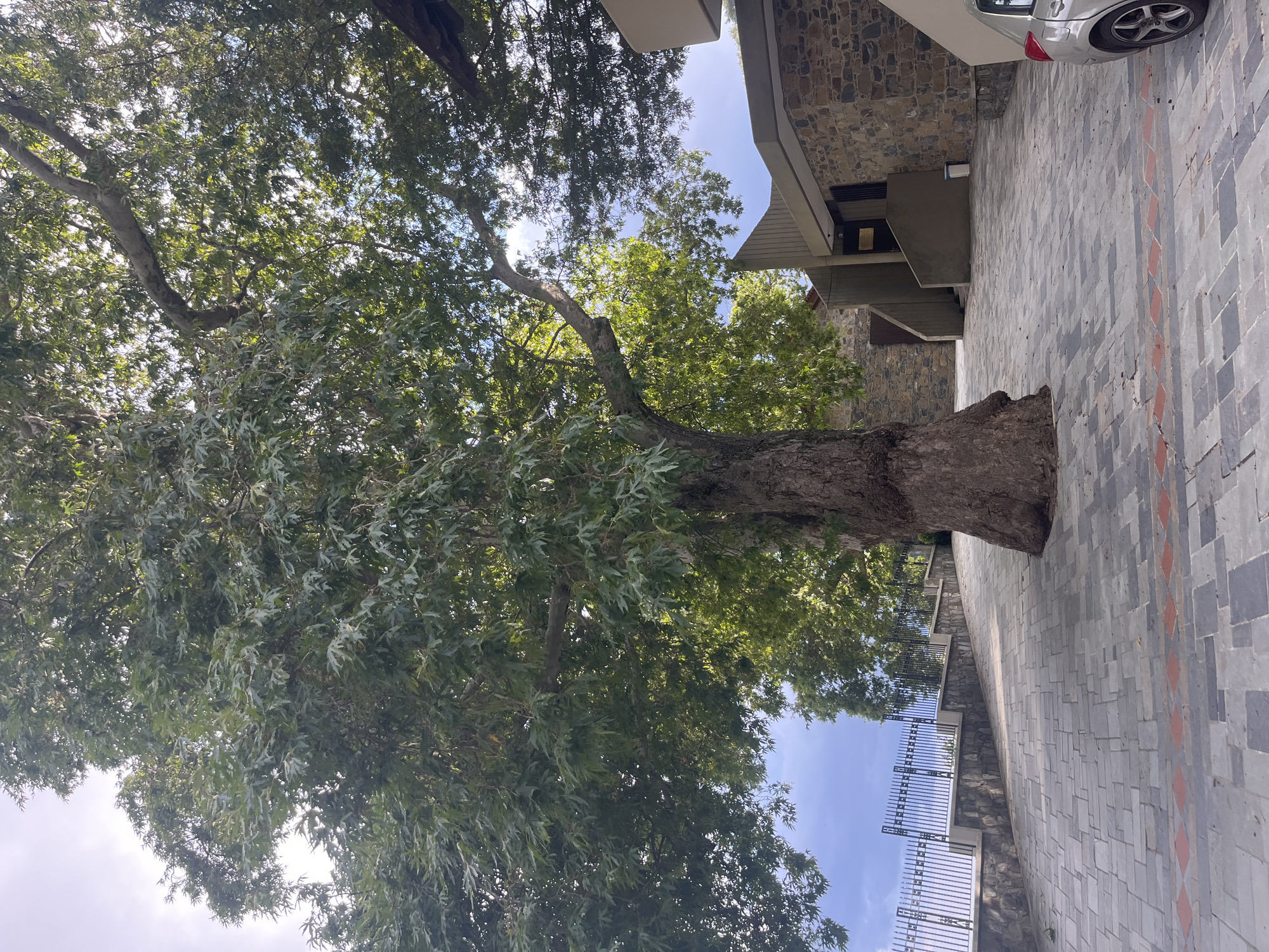 In Foini, Cyprus, an enormous, ancient tree with a thick, gnarled trunk dominates the foreground of this image. Its expansive canopy, filled with lush green leaves, creates a dappled shade over the paved area below. The paving stones are arranged in a geometric pattern of various gray and dark gray shades, with a decorative band of small reddish-brown diamond shapes running horizontally across the path. To the right, a modern stone and concrete building with a light-colored awning is partially visible. A silver car is parked on the right side of the frame, with its rear quarter visible. In the background, a black metal fence with decorative finials lines a low stone wall, separating the paved area from a cloudy sky. The scene depicts a tranquil outdoor space, likely a public area or a courtyard, characterized by the juxtaposition of the ancient natural element of the tree with contemporary architecture.