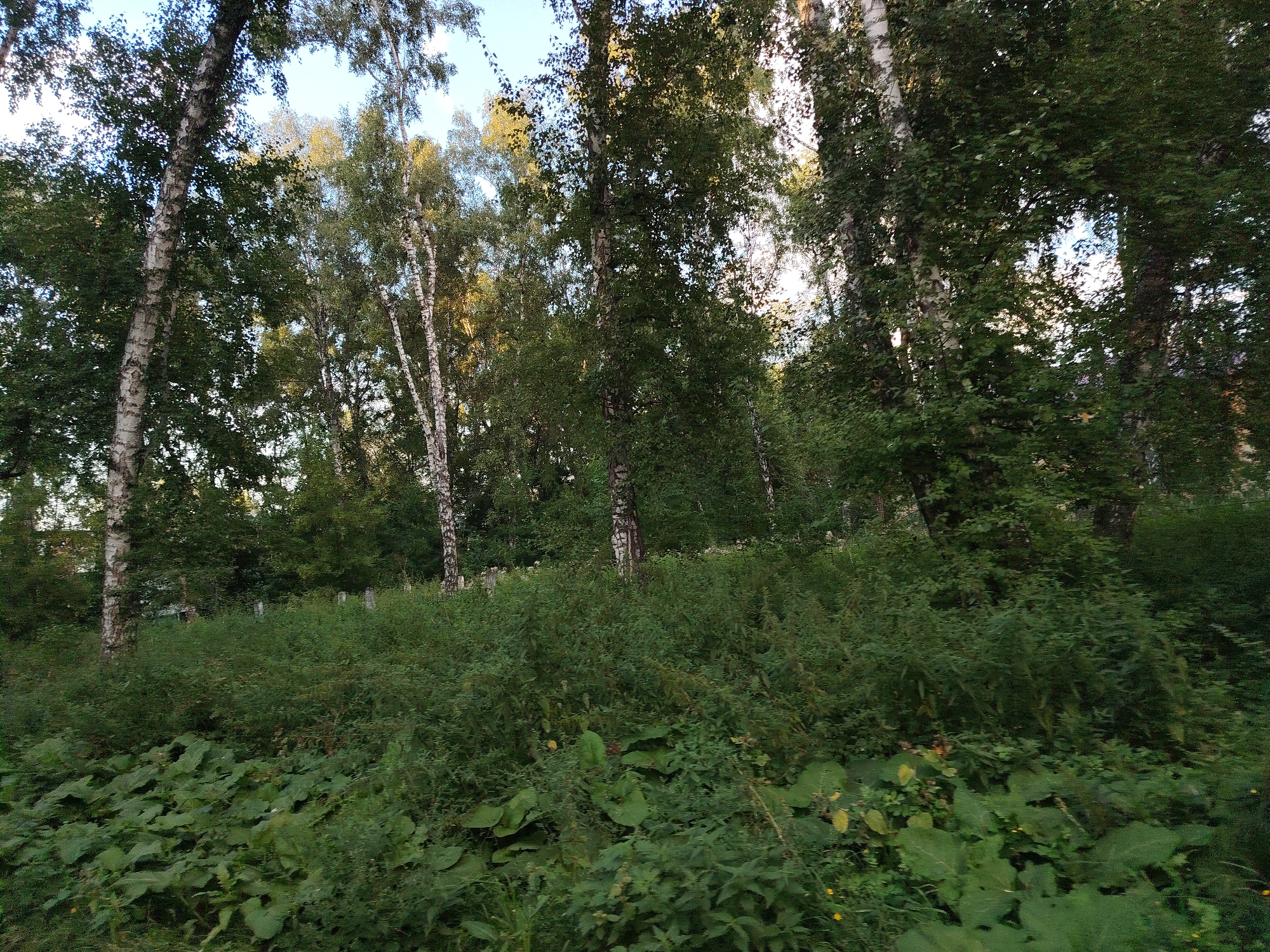 The image depicts a natural scene with dense foliage and trees, likely in a park or wooded area. The trees are primarily birch, identifiable by their white, segmented bark, interspersed with darker, leafier trees. In the foreground, large-leafed plants and various green shrubs create a thick undergrowth. Sunlight filters through the leaves, creating dappled lighting. The sky is visible in patches between the tree canopies, appearing clear and blue. There are no people or man-made structures clearly visible in the immediate vicinity, suggesting a natural or semi-natural environment within the city of Kemerovo, Russia. The overall impression is one of lush vegetation in a natural setting.