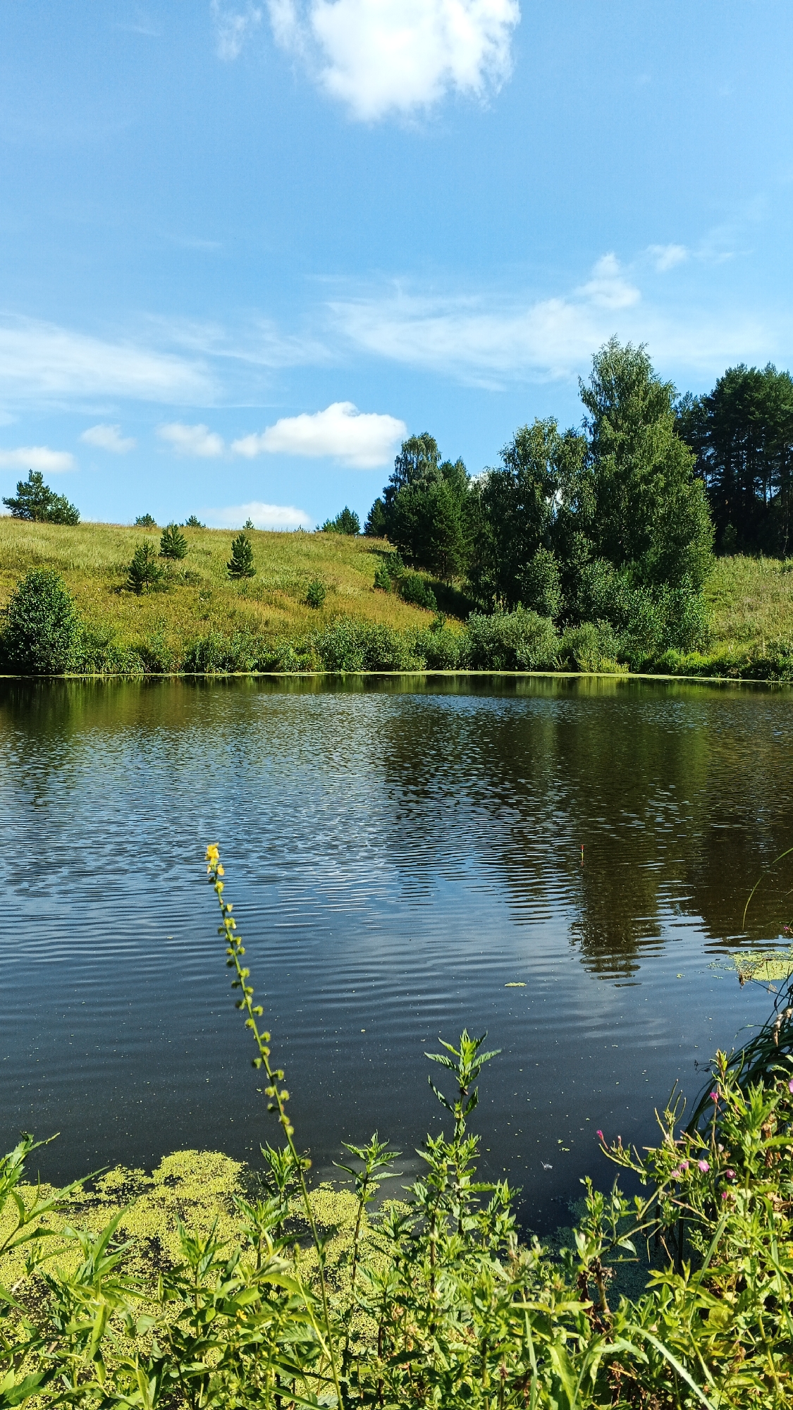 The image shows a tranquil lake scene with a lush, grassy hillside in the background, dotted with small trees. The sky is a vibrant blue with scattered white clouds. The foreground is filled with dense green vegetation and a cluster of bright green aquatic plants floating on the surface of the dark water. A tall, thin plant with small yellow buds stands prominently in the middle of the lake. The overall impression is one of natural beauty and serenity, typical of the rural landscapes found in and around Podgornoe, Russia.