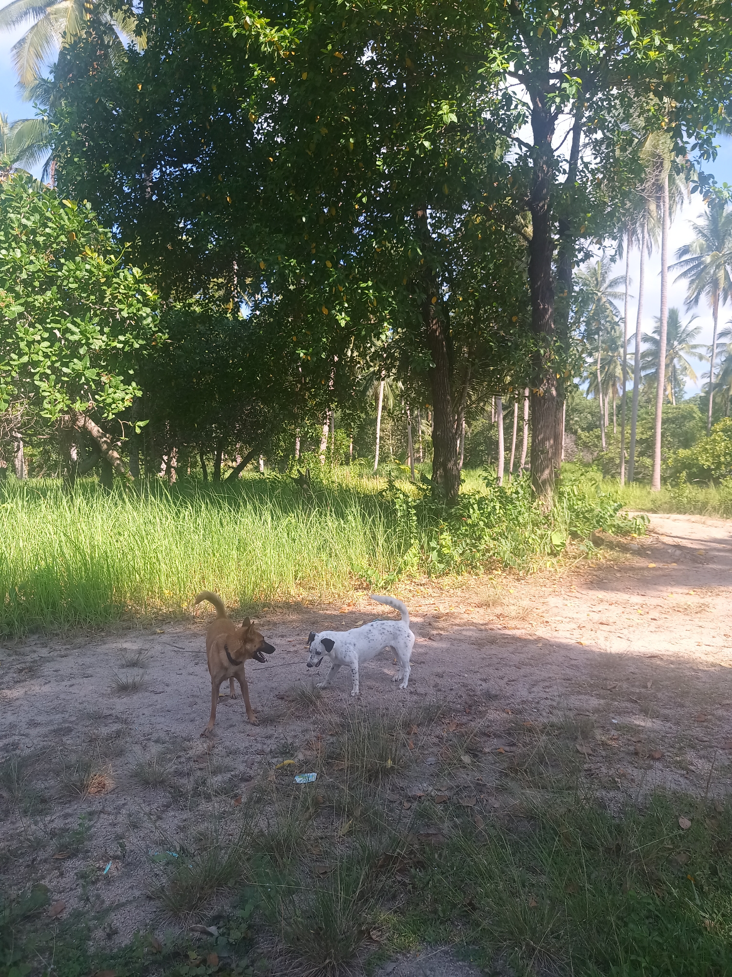 The image depicts two dogs in a tropical outdoor setting in Baan Thong Nang, Thailand, under bright daylight. In the foreground, a medium-sized brown dog with erect ears and a curled tail stands on sandy ground, its head turned towards a smaller white dog with black spots. The white dog is also on the sandy ground, facing the brown dog, with its tail held high.
The scene is characterized by dense green vegetation. A large, leafy tree with a dark trunk stands prominently in the middle ground, while tall, vibrant green grass grows abundantly to the left of the dogs. In the background, numerous tall palm trees rise against a clear, light blue sky, indicating sunny weather. The ground is a mix of light-colored sand or dirt with patches of dry grass and some scattered small pieces of debris, possibly wrappers. The light suggests it is midday or early afternoon. No visible text is present in the image.