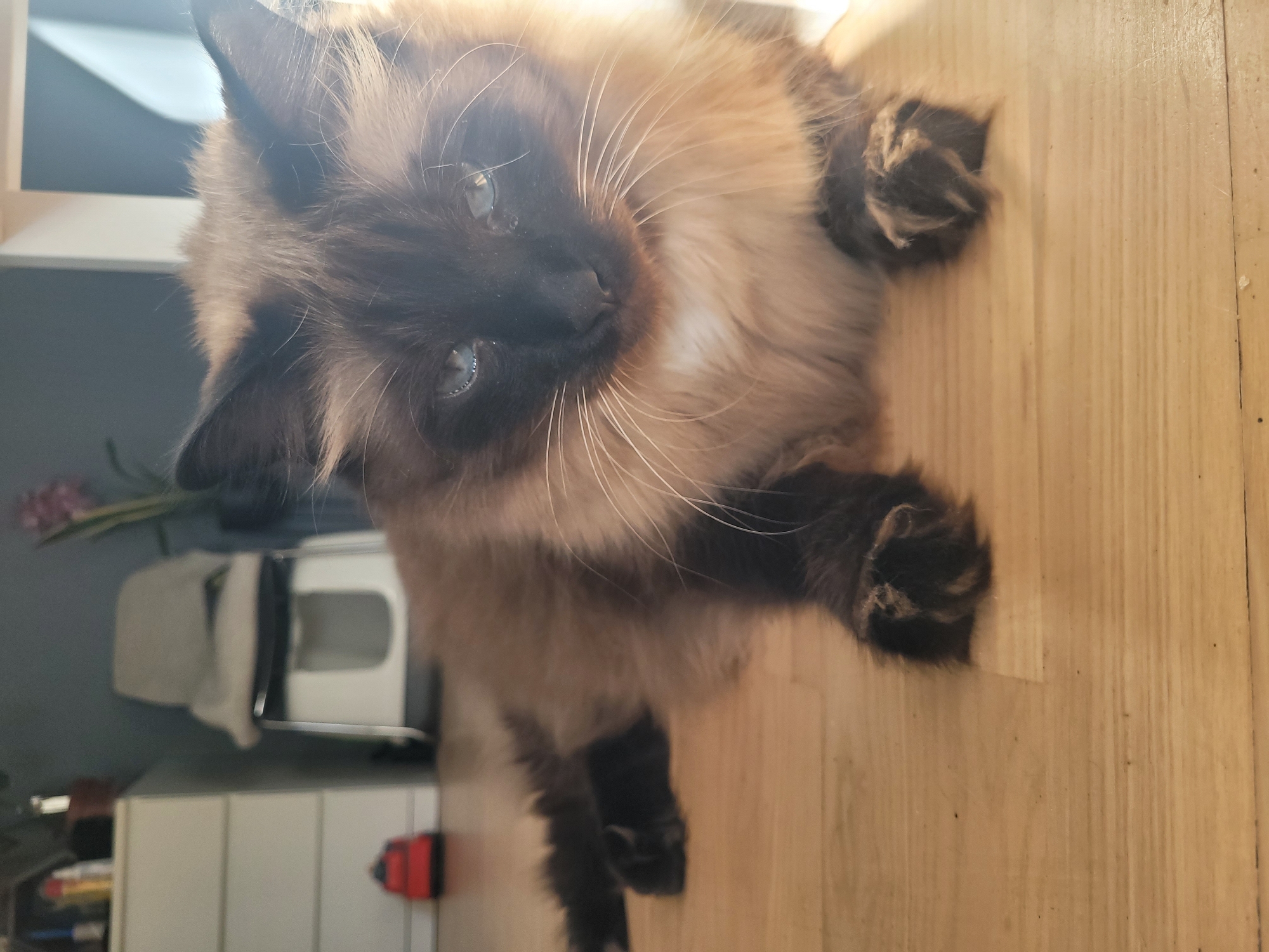 This is a close-up, eye-level, medium shot of a fluffy Siamese cat with blue eyes lying on a light-colored wooden floor. The cat is positioned in the center of the frame, facing towards the viewer, with its paws extended in front of it. Its fur is a mixture of brown, cream, and dark brown markings, with prominent white whiskers. The background is out of focus and shows a room interior with a white chest of drawers on the left, a chair with a blanket on it, and a plant with pink flowers. The lighting suggests an indoor setting with natural light coming from the right. There are no people or any other animals visible in the image. The scene is set indoors, likely in a residential apartment or house. Jūrmala, Latvia is not visually represented in this image.