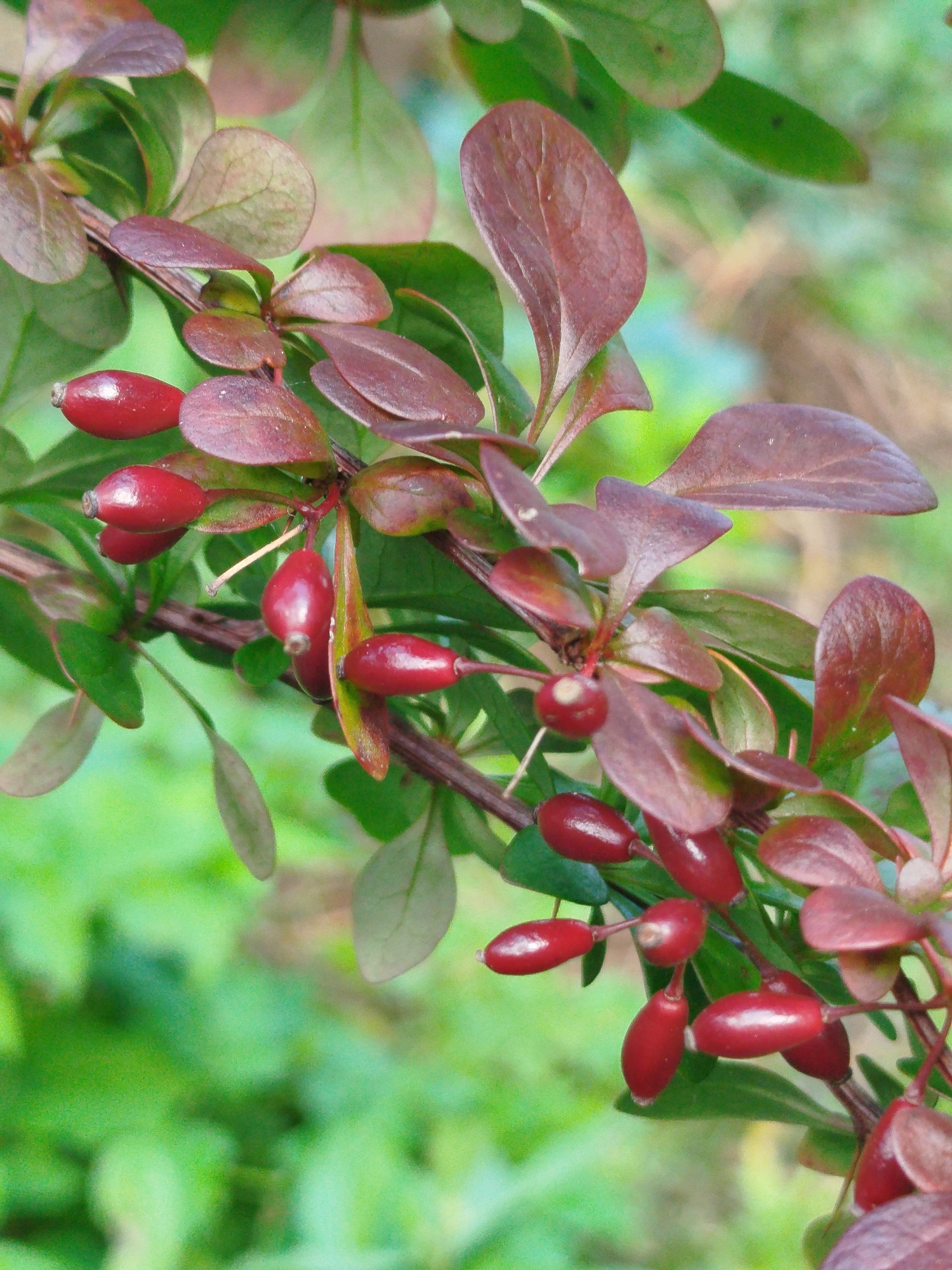 The image shows a close-up of a branch of a barberry bush with red berries and dark red leaves. The background is a blur of green foliage, suggesting an outdoor setting. There are no people or animals visible in the image. The lighting appears to be natural daylight. The overall scene depicts a detail of a plant, likely in a garden or natural environment.