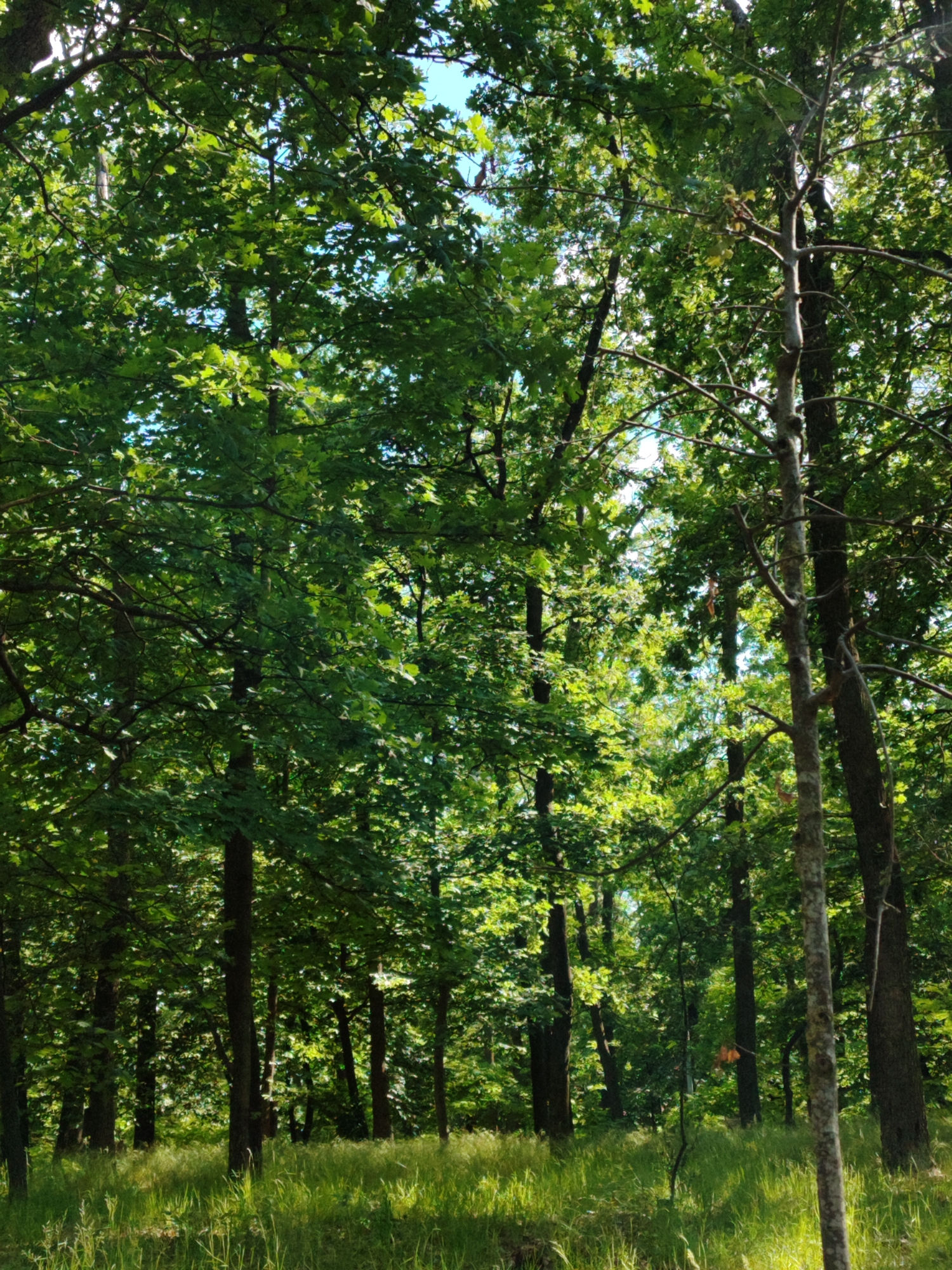The image depicts a sun-dappled forest scene in Kyiv, Ukraine. The foreground is dominated by tall, green grass bathed in sunlight, creating a vibrant, natural setting. Behind the grass, a dense forest of deciduous trees stands tall, their leaves forming a lush canopy that filters the sunlight. The sunlight piercing through the leaves creates a play of light and shadow, illuminating patches of the forest floor and highlighting the rich green hues of the foliage.
Several tree trunks of varying thickness are visible, with one prominent, lighter-barked tree positioned slightly off-center in the right portion of the frame. The trees are densely packed, suggesting a mature forest with a sense of depth. The leaves appear full and healthy, indicating it is likely springtime or summer. The sky is partially visible through the canopy, appearing a bright blue with hints of white clouds, suggesting a clear and sunny day.
There are no people or man-made objects visible in the image, focusing entirely on the natural beauty of the forest. The overall mood is one of tranquility and peacefulness, characteristic of a serene forest environment on a bright day. The image evokes a sense of being immersed in nature, with the sunlight and the abundant greenery creating a visually appealing and calming scene. No text is present in the image.