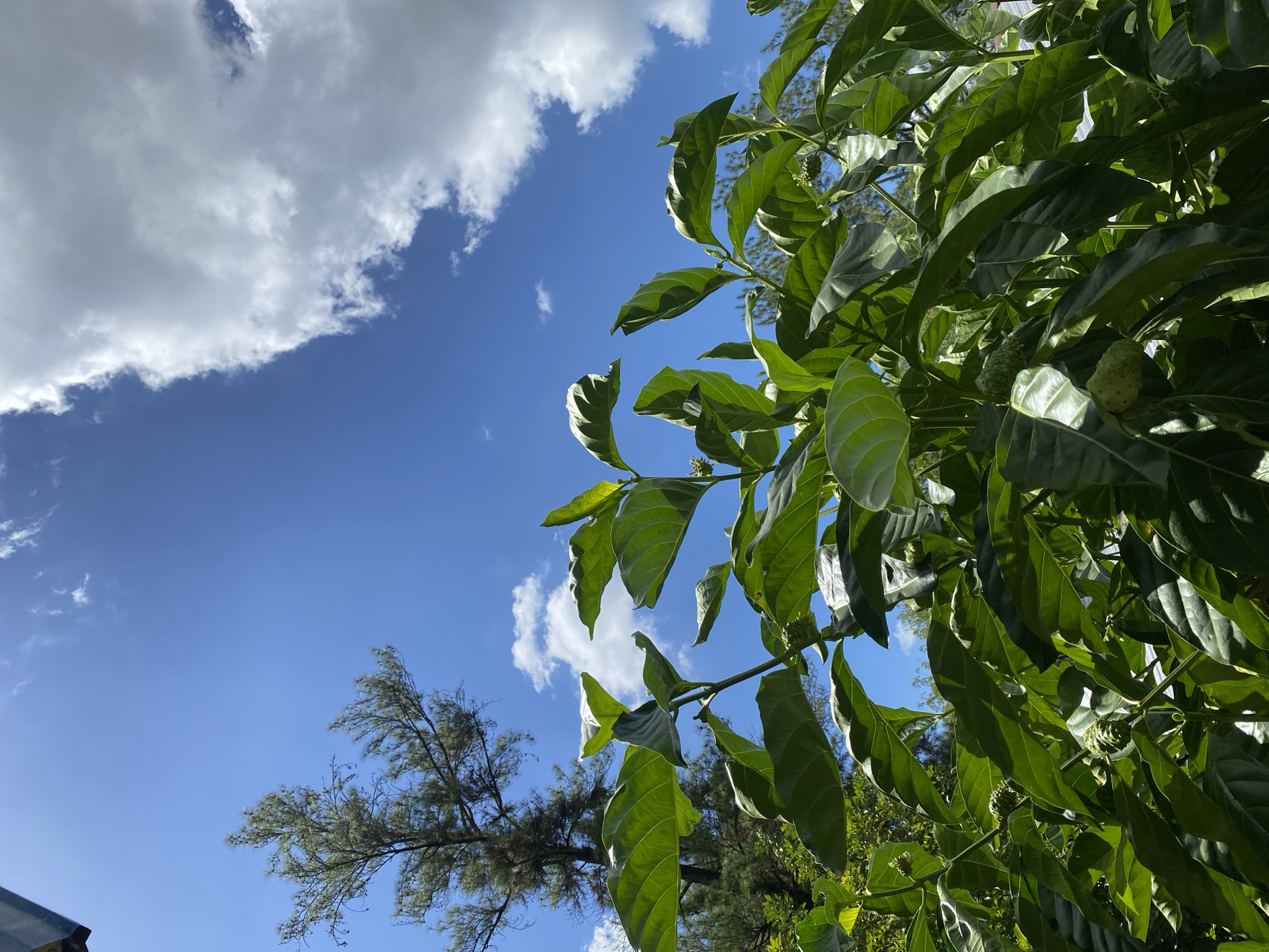 A low-angle shot captures a lush green plant with large leaves and small, bumpy, greenish fruits against a bright blue sky with scattered white clouds. In the background, the top of a tall, slender tree is visible on the left. The scene appears to be outdoors, possibly in a garden or natural setting, given the presence of the vegetation and the open sky. The lighting suggests it is daytime, with sunlight illuminating the plant and casting shadows. The overall impression is one of natural abundance and clear weather. This image was taken in Banjarbaru, Indonesia.
