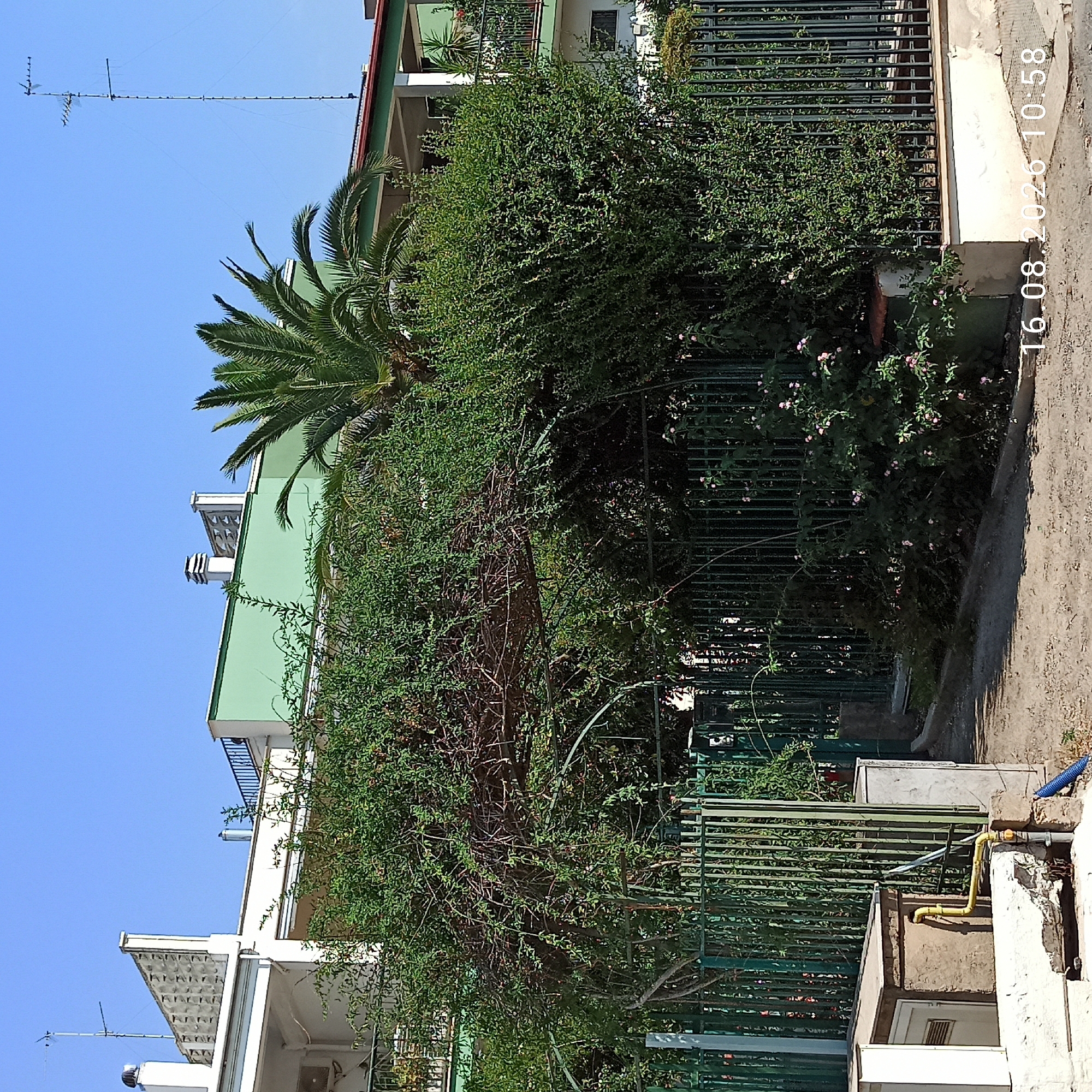 In Terlizzi, Italy, a residential building complex with light-colored walls and green trim is visible under a clear blue sky. A tall antenna array stands against the sky to the right of the image, and a palm tree rises above a dense green hedge in the center. The hedge forms an archway supported by a metal structure, and extends to a green metal fence that encloses the property. A beige utility box with yellow pipes is situated to the left of the fence. The ground in front of the fence is a gravel pathway. The timestamp "16.08.2026 10:58" is visible in the bottom right corner of the image. There are no people visible in the scene.