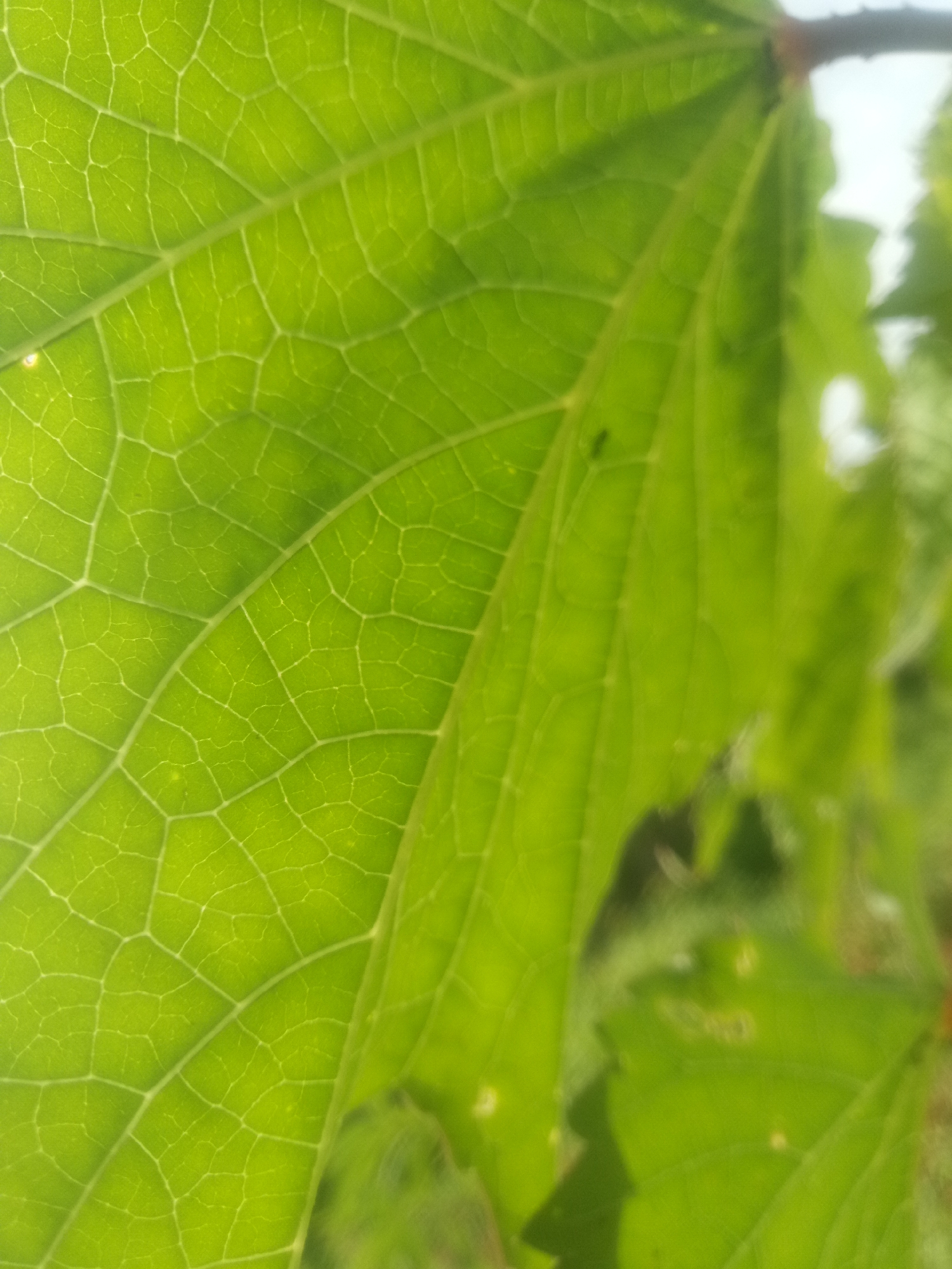 A close-up, backlit shot focuses on the intricate veining of a bright green leaf. The leaf's surface is translucent, allowing light to illuminate its delicate network of veins. The texture of the leaf is prominent, with its cellular structure visible. In the upper right corner, a blurred branch is visible, and further to the right, hints of other green foliage and a bright, out-of-focus background suggest an outdoor environment. There are no people or structures present in the frame.