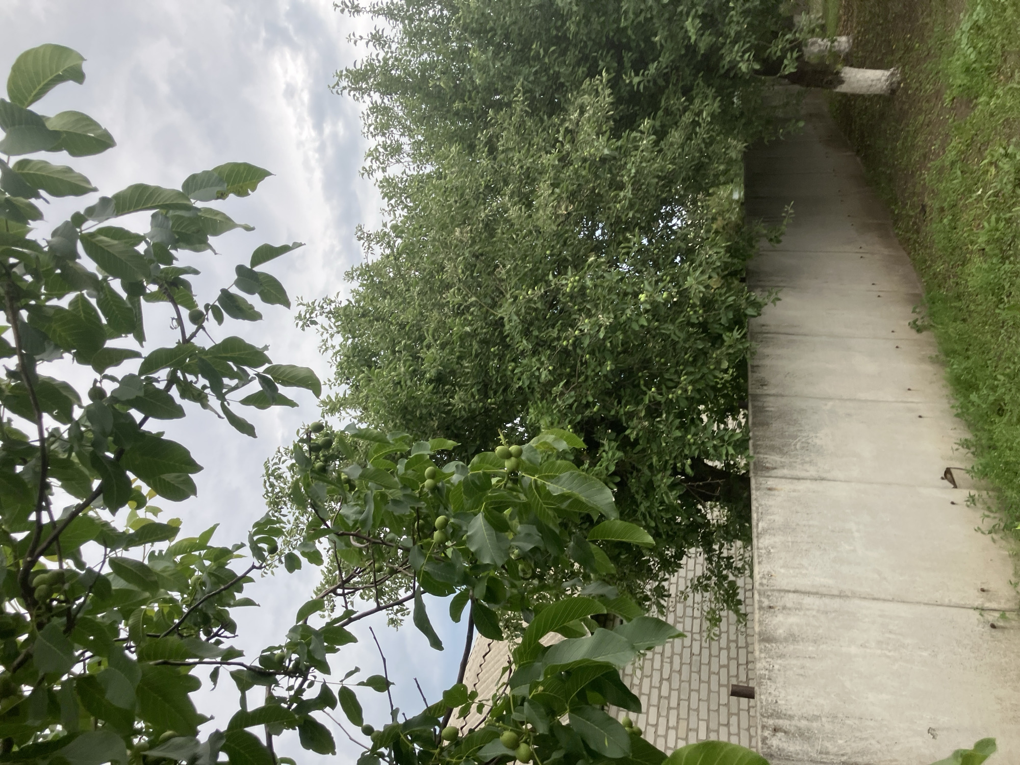 This is a vertical, medium-shot photograph taken outdoors in Vovkivka, Ukraine. The image primarily features lush green foliage of a large tree, likely a walnut tree given the presence of small, unripe nuts. The leaves are a vibrant green and fill the top and left portions of the frame. In the background, a concrete path curves to the right, bordered by a low, brick wall on the left and grass on the right. The sky above is overcast with gray clouds, suggesting a cloudy or potentially rainy day. The lighting appears diffused, consistent with an overcast sky, and there is no indication of a specific time of day other than daylight. The overall scene depicts a natural outdoor environment, possibly a garden or yard, with a man-made path and wall. There are no people or animals visible in the frame. No visible text is present.