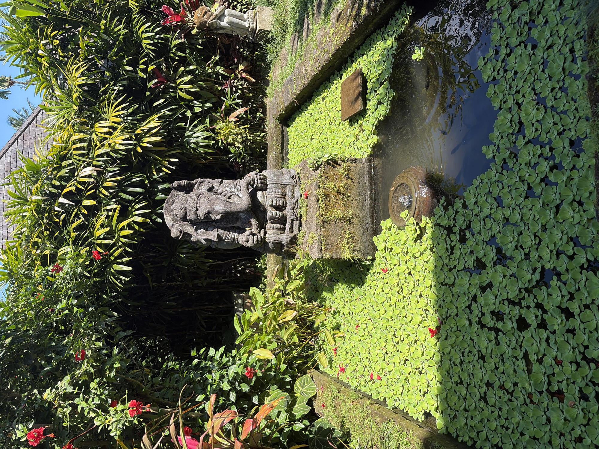 This is a sunlit, outdoor scene in Ubud District, Indonesia, featuring a water feature with a stone statue of Ganesha as the central subject. The pond is covered with a dense layer of green water lettuce, dotted with a few small red flowers. A circular ceramic pot with a small water fountain sits in the pond, creating gentle ripples. A dark, square stone slab rests on the water lettuce. To the left of the pond is a stone wall covered in moss and more lush green plants, including some with reddish-orange leaves and red hibiscus flowers. To the right of the pond, there are more stone structures, including another smaller statue of a seated figure, and further back, a wooden-tiled roof and palm trees are visible against a bright blue sky. The overall impression is of a tranquil, tropical garden.