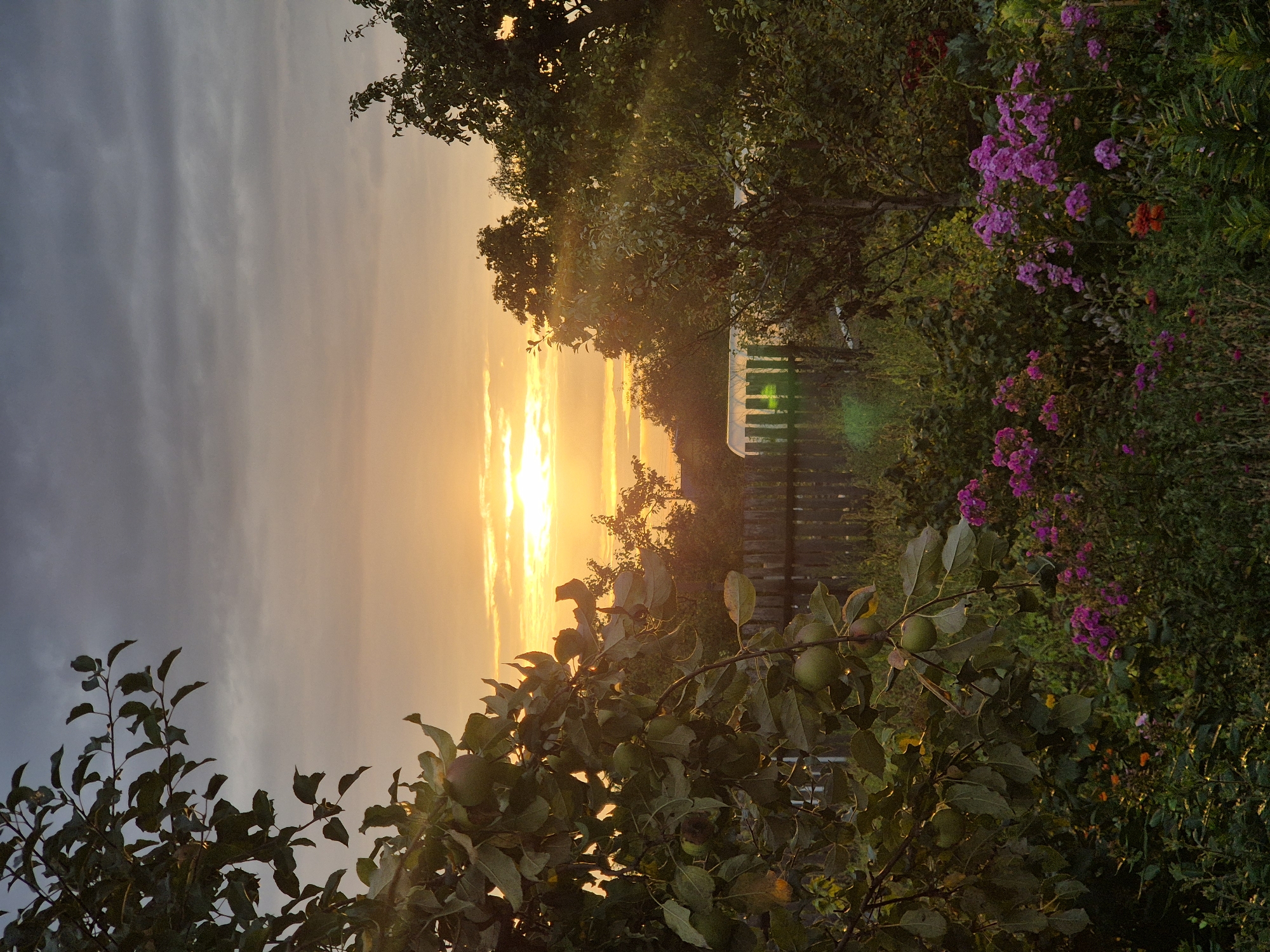 The image depicts a rural scene at sunset in the vicinity of Парыцкі сельскі Савет, Belarus. In the foreground, an apple tree branch with green apples hangs heavy with fruit, its leaves casting shadows. Behind the tree, a wooden fence runs horizontally across the mid-ground. Beyond the fence, a greenhouse with illuminated interior walls stands out against the darkening landscape. The sky above is dramatic, with heavy grey clouds interspersed with streaks of orange and yellow as the sun sets, casting a warm glow. Various types of vegetation, including flowering plants with pink and purple blossoms, and trees with dense foliage, fill the lower part of the frame. The overall impression is one of a peaceful, rural evening.