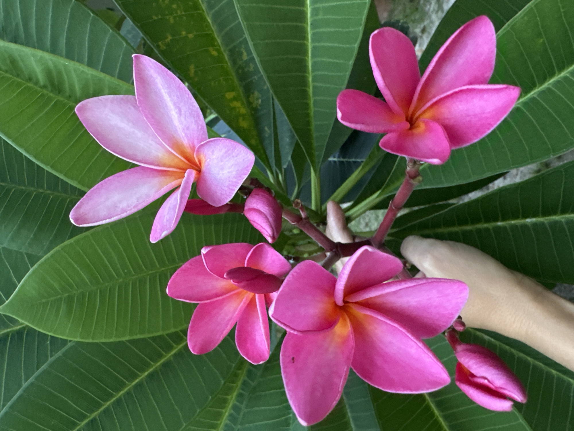 This media file is a close-up, eye-level shot of vibrant pink and light pink plumeria flowers with green leaves in the background. Four open flowers are visible, along with two buds. The flowers have five petals each, with a gradient of color from pink at the edges to a yellowish-orange in the center. The leaves are large and have prominent veins. The setting appears to be outdoors, with a hint of what looks like a concrete or stone wall in the upper right corner. A light-skinned hand is partially visible in the lower right portion of the frame, resting on or near some of the leaves and flowers. The lighting suggests it could be daytime, with soft, diffused light. There is no visible text in the image. The overall mood conveyed by the image is one of natural beauty and tranquility. The location context is Baan Mae Nam, Thailand.