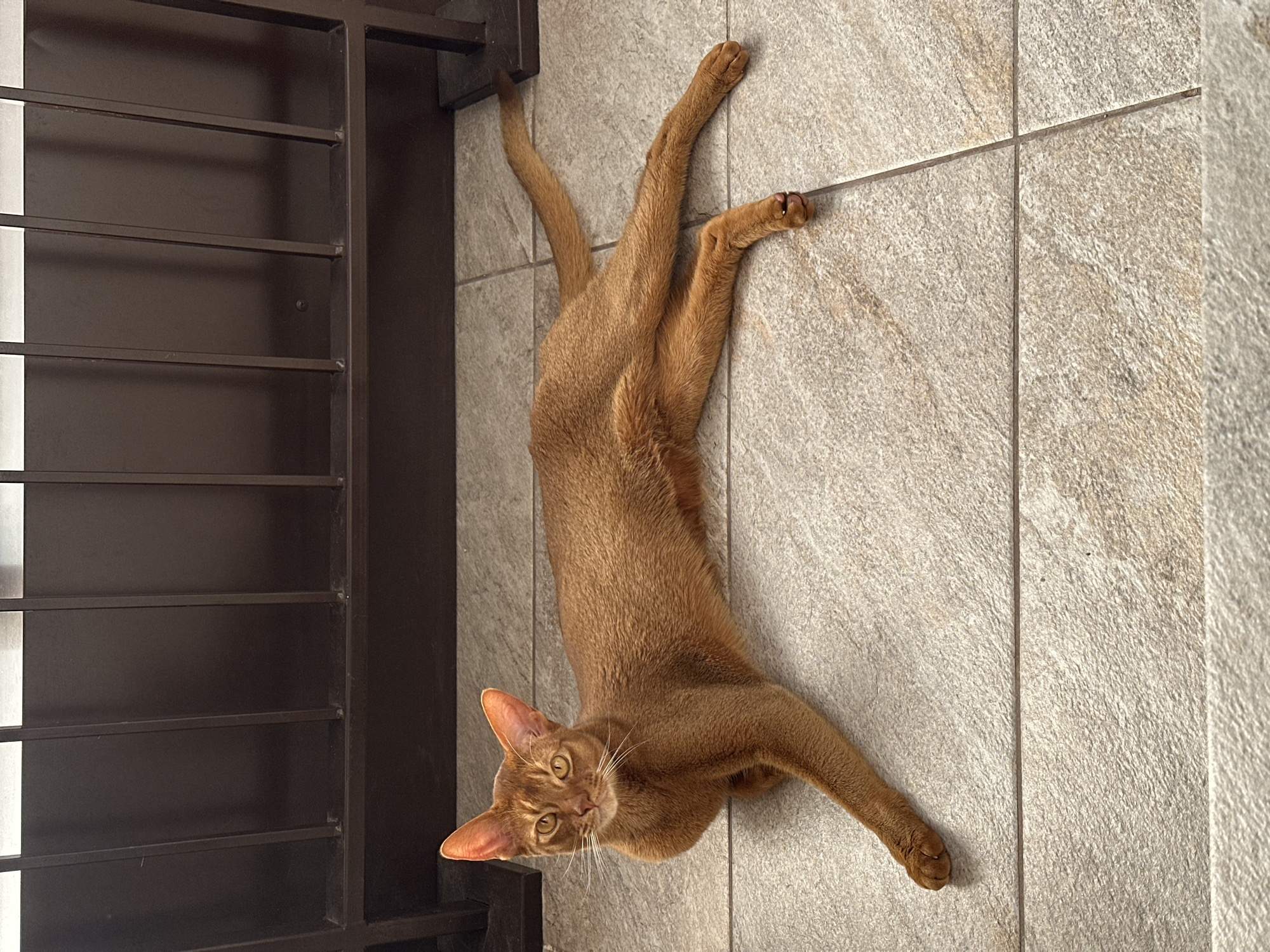 A russet-colored cat lies on a light brown tiled floor next to a dark brown metal structure resembling a gate or divider. The cat is stretched out, with its head near the gate and its limbs extended in various directions. The cat's eyes are open, and it is looking toward the camera. The scene is brightly lit, suggesting it is daytime. There is no indication of the location being in Kazan, Russia.