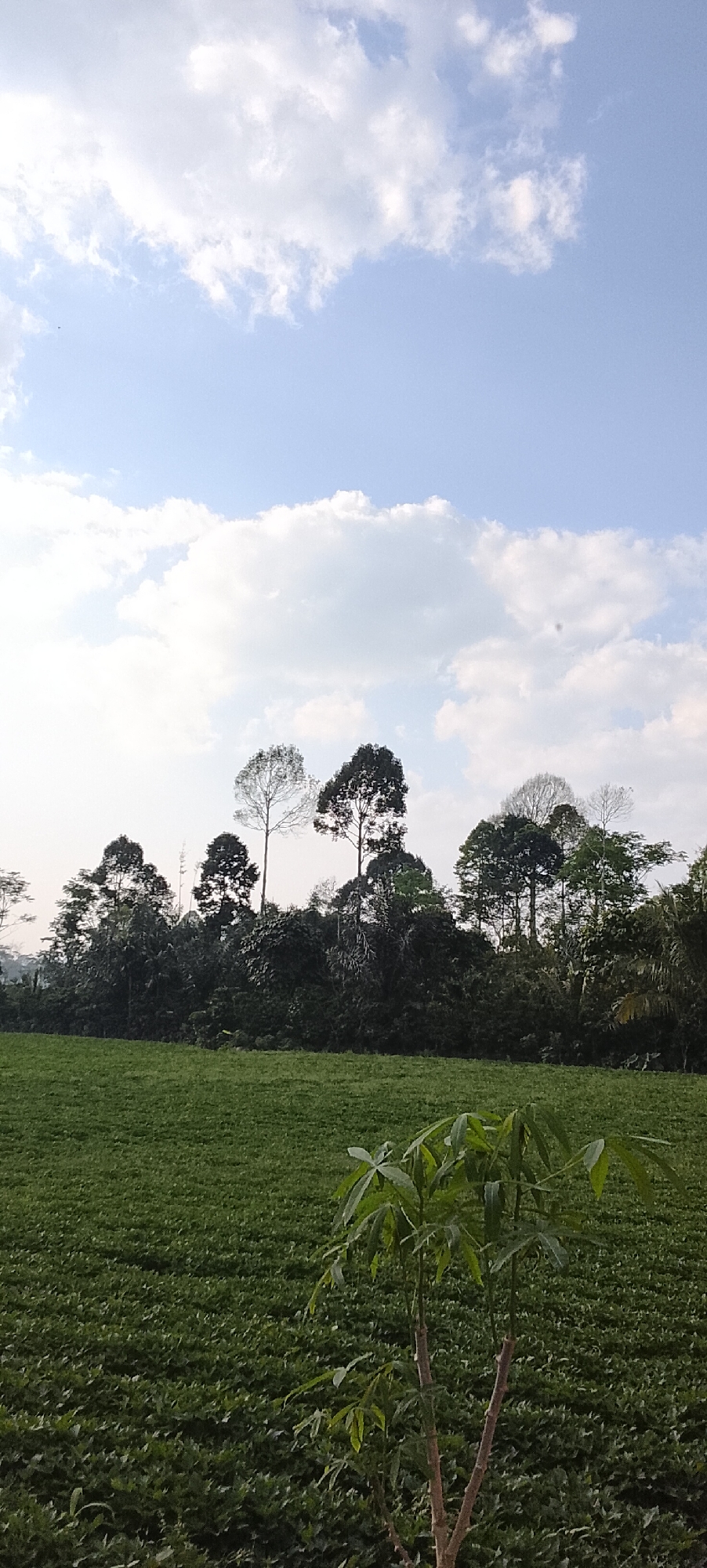 The image captures a verdant agricultural landscape under a bright, partly cloudy sky. In the foreground, a field of low-lying green crops stretches into the middle ground, appearing to be neatly cultivated in rows. A young cassava plant with distinctive palmate leaves stands prominently in the lower right corner, its branches reaching upwards. Behind the field, a dense line of various trees forms a dark green treeline, punctuated by several taller, distinct trees with sparser foliage reaching towards the sky. The sky itself is a pale blue, adorned with scattered white cumulus clouds that cast soft shadows. The scene appears to be a rural setting in the city of Padang Dalom, Indonesia, characterized by its agricultural expansiveness and natural vegetation. There are no people or animals visible in the frame. The lighting suggests it is daytime, likely late morning or early afternoon.