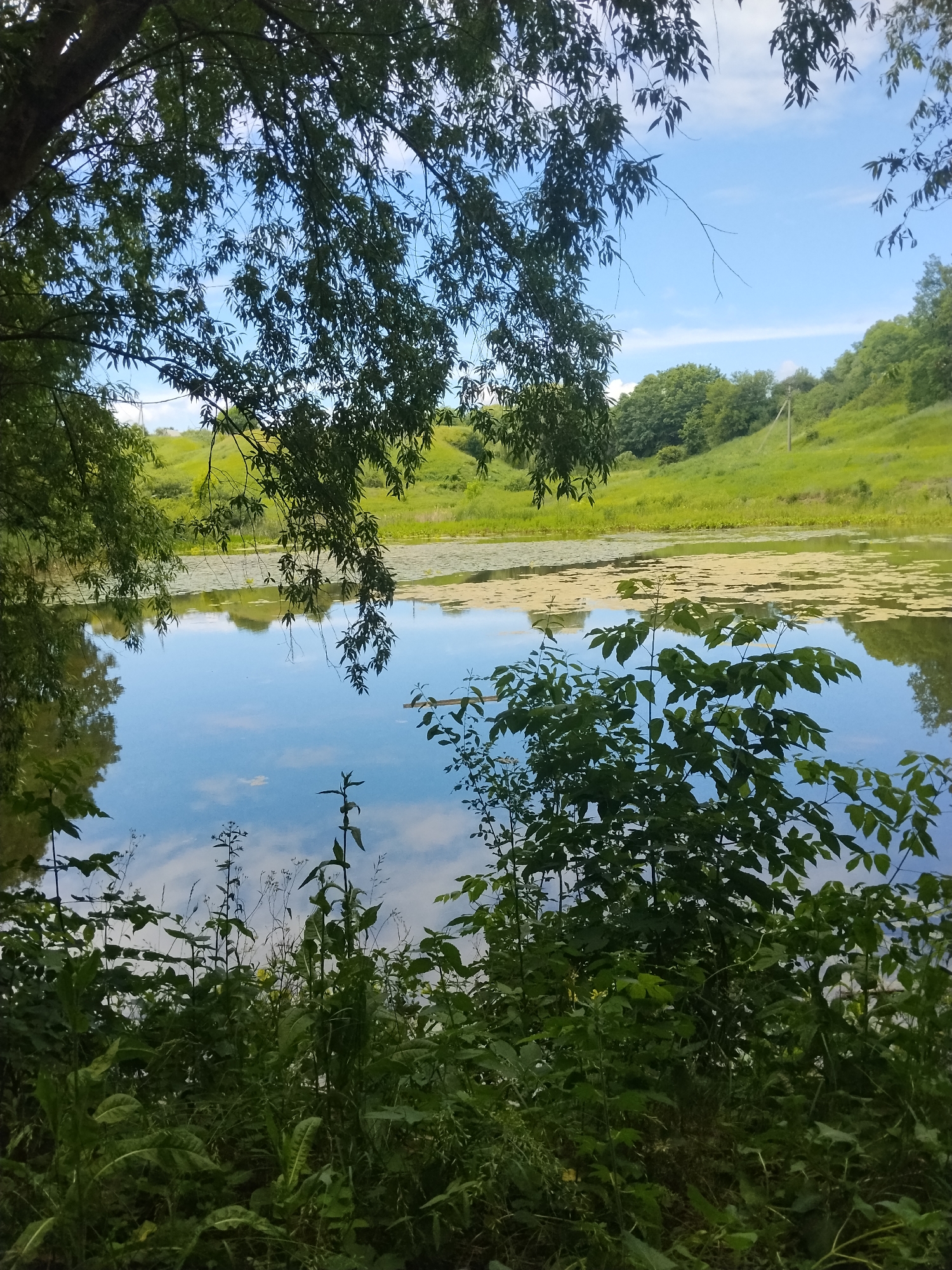 This is a photograph of a pond with lily pads and reflections of the sky and surrounding trees. The foreground is filled with lush green foliage and tall grass. In the background, rolling green hills rise up, topped with trees. The sky is blue with scattered white clouds. The image appears to be taken on a bright, sunny day.