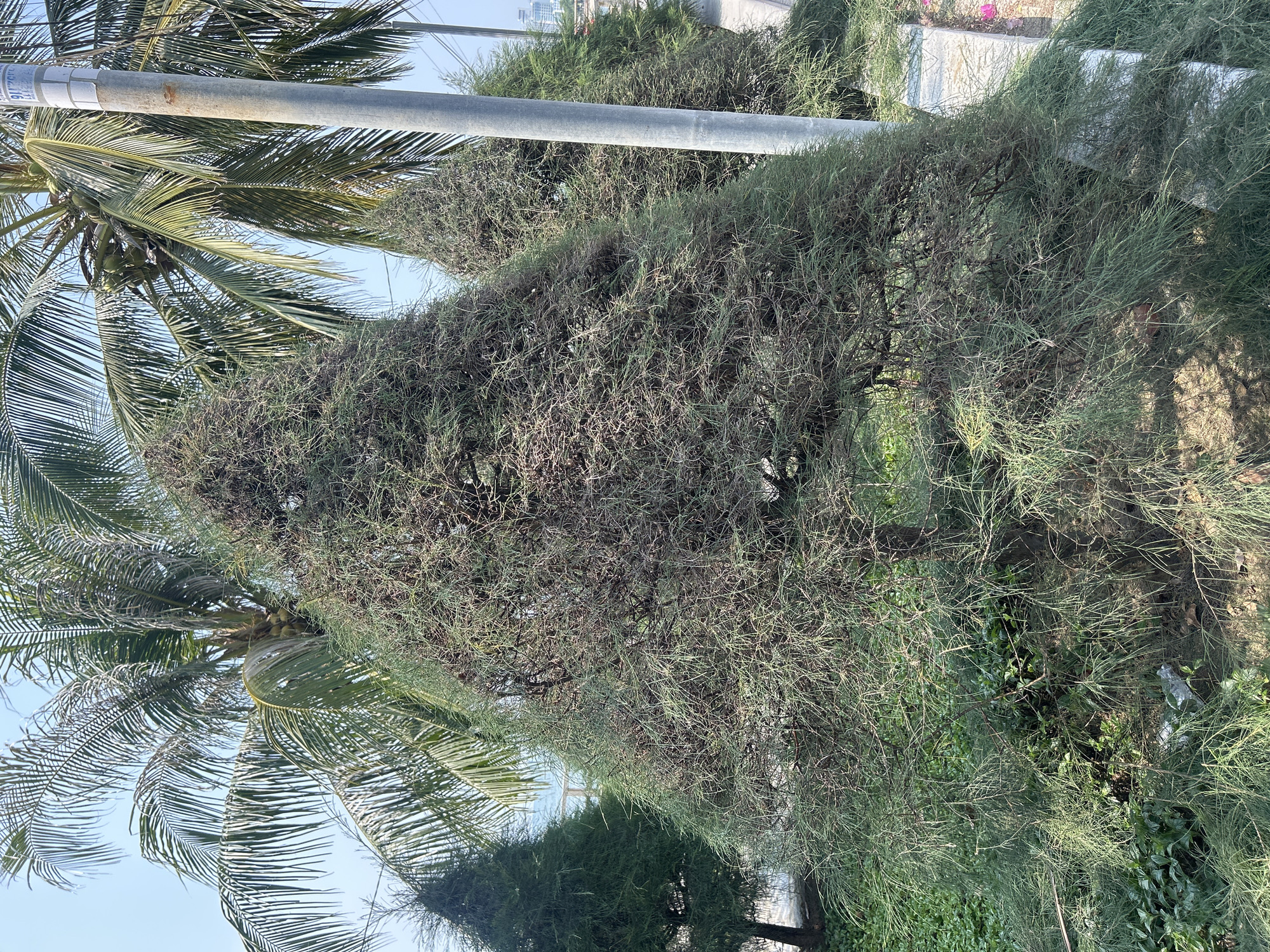 The image depicts a scene in what appears to be Bắc Nha Trang, Vietnam, characterized by a combination of natural and urban elements. A mature coconut palm tree with prominent fronds and developing coconuts is visible. Adjacent to the palm is a dense, bushy tree with fine, needle-like leaves. A utility pole extends vertically through the scene. The ground is covered with vegetation, including grassy areas. In the background, indistinct buildings suggest a city environment. The sky is pale blue, indicating daylight.
