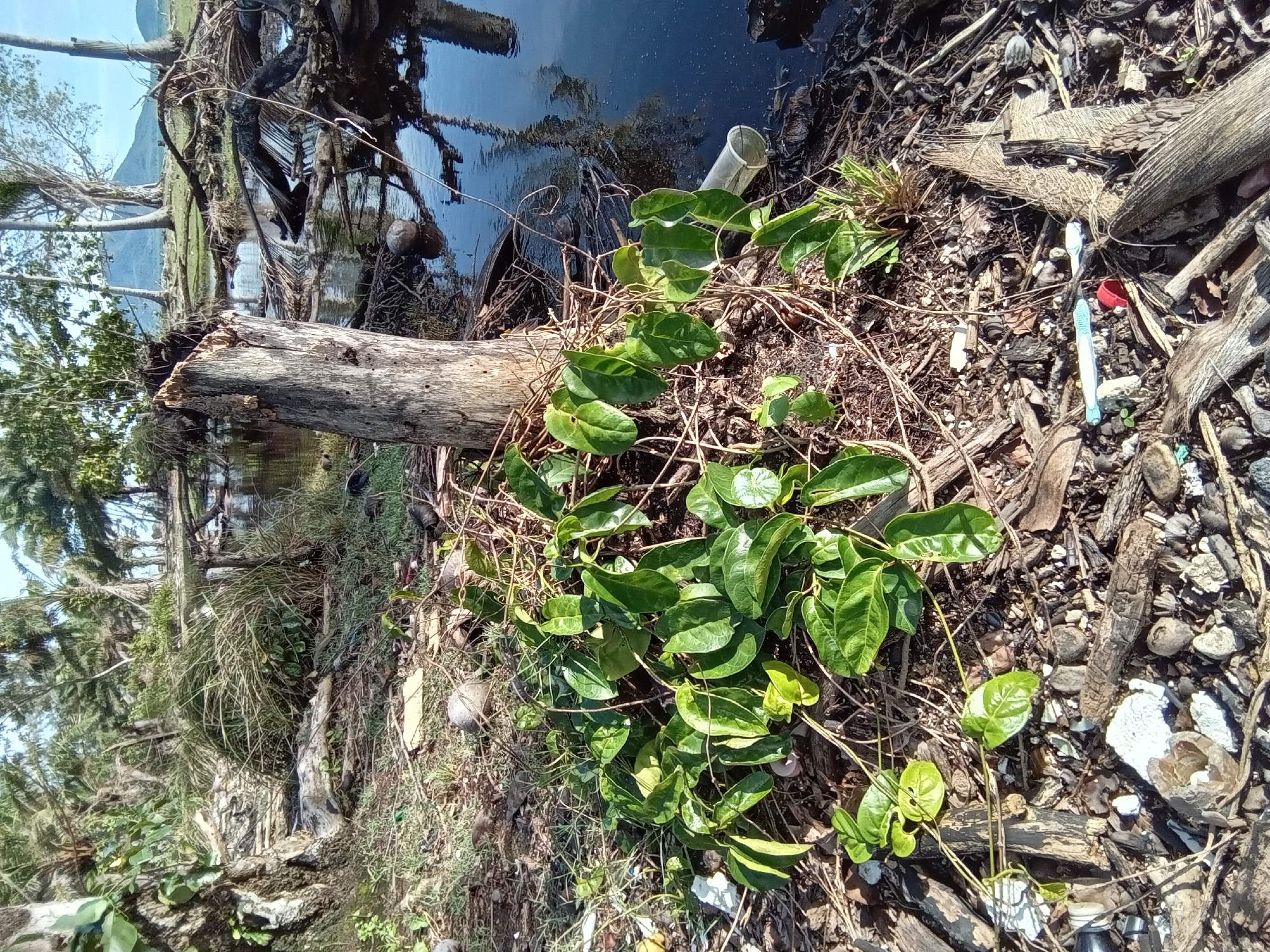 An outdoor scene in Ko Siboya, Thailand, depicts a waterfront or riverside area under direct sunlight.
In the immediate foreground, the ground is covered with a dense accumulation of natural debris, including dried leaves, twigs, small branches, and fragments of wood, intermixed with small stones and shells. Several pieces of anthropogenic litter are visible, such as a red plastic bottle cap, a blue and white plastic item resembling a toothbrush or small tool, various white plastic fragments, and portions of cardboard. A prominent cluster of green-leafed vine-like vegetation grows from the lower-center, spreading across the debris-strewn ground.
In the midground, a vertically oriented, light-brown tree stump with a ragged top stands on the right, directly adjacent to a body of dark, calm water. The water clearly reflects the sky, distant trees, and the tree stump itself. Submerged and partially submerged logs, branches, and palm fronds are scattered throughout the water and along its banks. A clear plastic cup or bottle is partially submerged at the water's edge near the stump. A discarded coconut husk floats in the water further back. On the left side of the midground, the base of a larger tree trunk with some green foliage is visible. Patches of sparse green grass are present between the foreground and the water's edge.
The background reveals a wider expanse of the waterway, flanked by dense tropical vegetation dominated by numerous palm trees and other deciduous trees. In the far distance, a prominent light-blue mountain range is visible beneath a clear, bright blue sky. No human figures or active interactions are present in the scene. The area exhibits significant natural disarray combined with scattered human-generated waste.