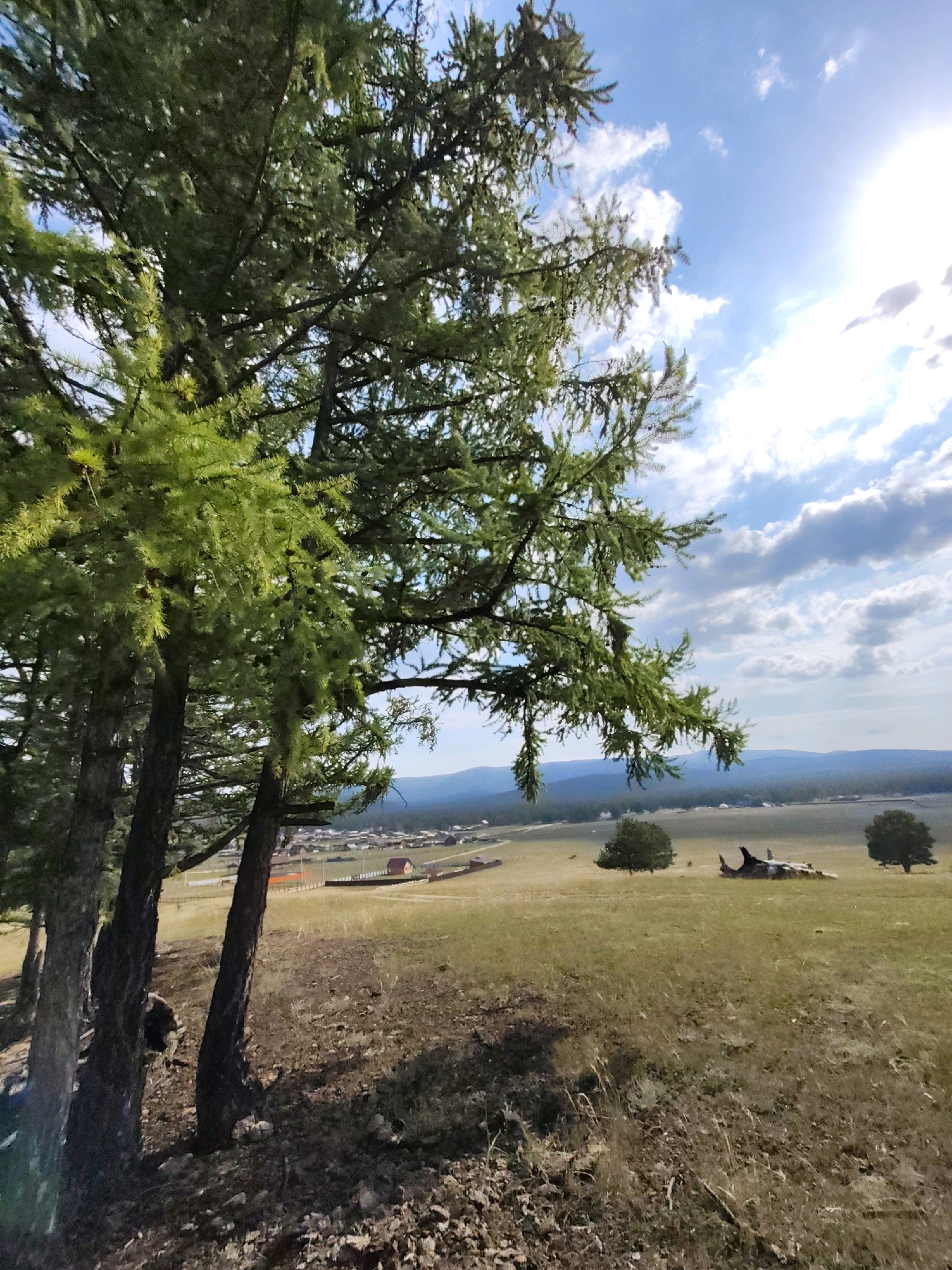 This is a medium shot, outdoor, daylight photograph taken in Kharantsy, Russia. The foreground is dominated by the trunks and lower branches of several evergreen trees, their foliage a vibrant green. The ground in the foreground is covered with dry grass and scattered rocks and debris.
Beyond the trees, a wide, open field stretches into the middle ground. The field is covered in dry, golden-brown grass, with a few scattered trees. In the middle distance, there is a small village or settlement with several buildings, including red-roofed houses, visible. A fence with orange posts runs along the edge of the settlement.
In the far distance, a range of blue-hued hills or mountains can be seen. The sky is a bright blue with scattered white clouds. The sun is visible in the upper right corner of the frame, casting a bright glare and a lens flare. The overall impression is a rural, natural landscape under a sunny sky. There are no people or animals visible in the image.