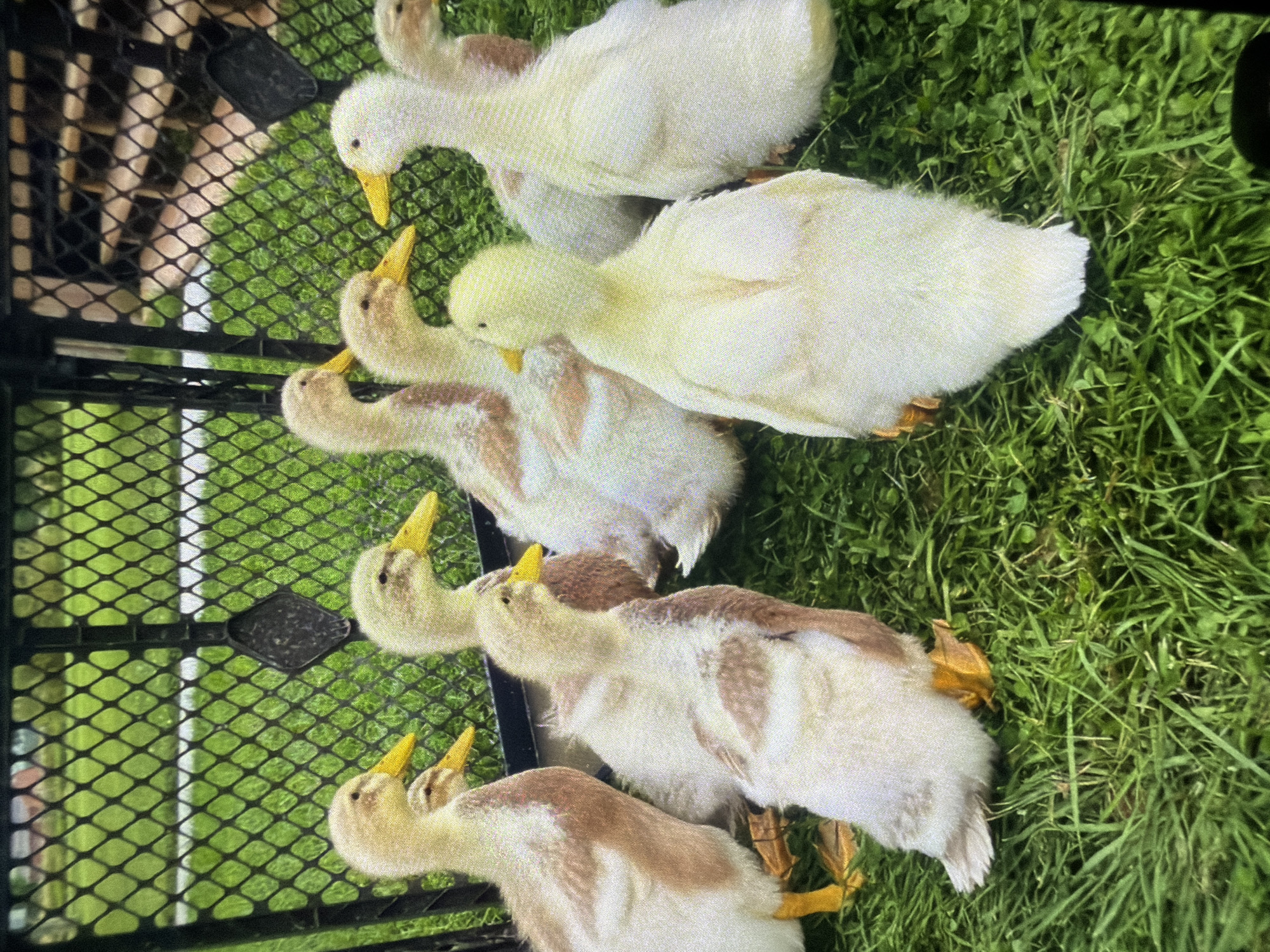 In Bukuru, Nigeria, a group of seven ducklings are gathered on lush green grass. The ducklings exhibit a mix of colors, with some having predominantly white downy feathers and others displaying patches of brown. Their beaks are bright yellow. Behind the ducklings, a black chain-link fence encloses a grassy area. The fence is made of diamond-shaped mesh. The overall scene suggests an outdoor enclosure for young waterfowl.
