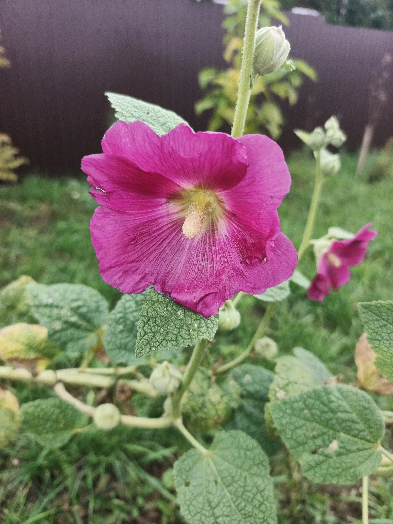 A close-up, eye-level shot focuses on a vibrant, pink hollyhock flower in a garden setting. The flower, with its delicate, crinkled petals, dominates the foreground, revealing its yellow stamen. Several fuzzy green leaves, some with yellowing edges, surround the bloom. In the background, a dark brown fence is visible, with blurred green foliage and grass. The scene is static, with no discernible action or human presence. The image was taken in the city of Bessonovka, Russia.