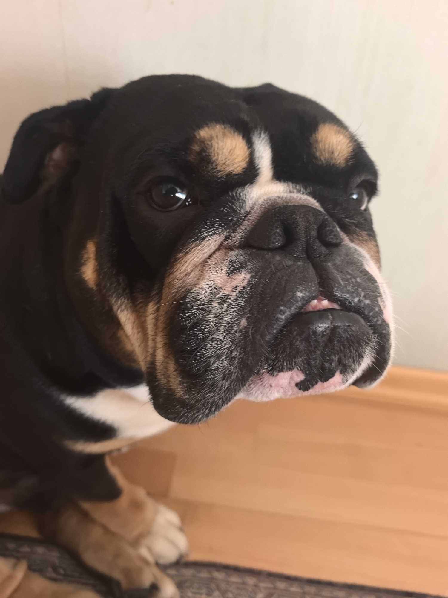 The image shows a close-up of a tricolor bulldog's head. The dog has black, tan, and white markings, with a wrinkled snout and dark eyes. Its mouth is slightly open, revealing a bit of its tongue and teeth. The background consists of a plain wall and a wooden floor. There are no visible signs of the city of Nizhny Novgorod, Russia, or any specific urban environment. The scene appears to be indoors.