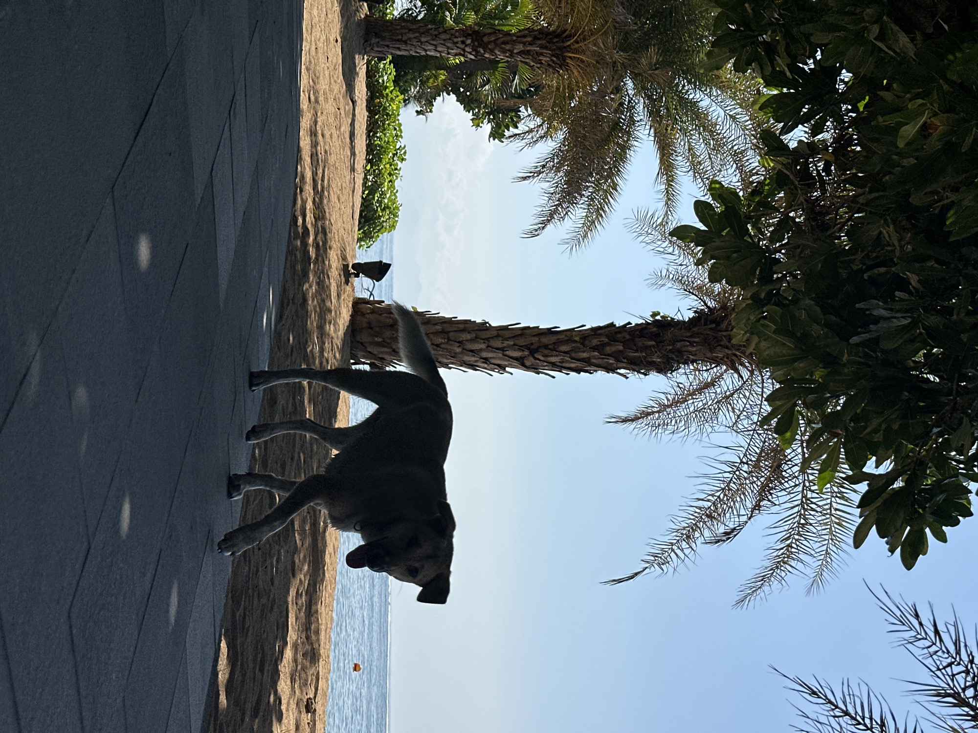 A dog is walking on a paved path next to a sandy beach in Denpasar, Indonesia. The dog is silhouetted against the blue sky and the ocean. There are palm trees and lush green foliage in the background. The scene appears to be a tropical paradise.