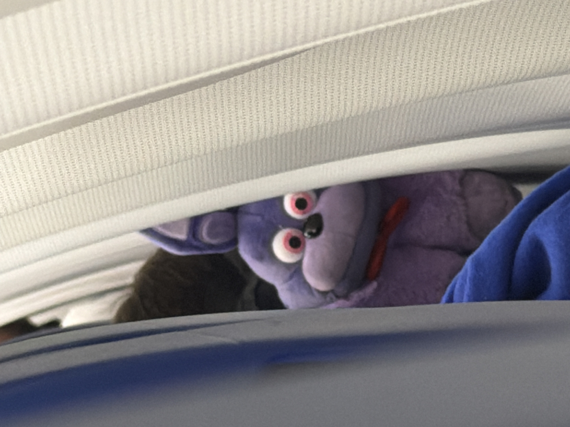 A purple plush toy with large pink eyes and a red bow is partially visible between white fabric curtains, possibly on an airplane or in a similar enclosed space. The toy's face is the main focus, with its eyes looking towards the viewer. A small portion of dark hair is visible behind the toy. The environment appears to be dimly lit and confined. There is no information about the city of Sochi, Russia, or any other specific location in the image.