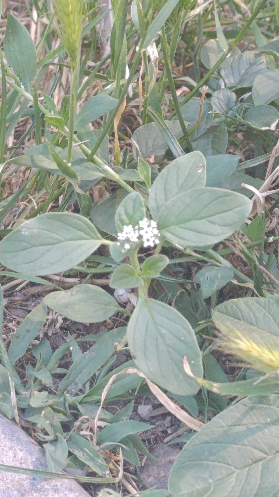 This media file shows a close-up, eye-level view of a small plant with white flowers, set against a backdrop of dry grass and soil. The plant has several large, oval-shaped leaves and a slender stem that terminates in a cluster of tiny white flowers. The flowers are star-shaped and appear to be composed of four petals. The leaves are a medium green color and have prominent veins. Some of the leaves have a slightly fuzzy texture. The ground beneath the plant is covered in dry grass, fallen leaves, and small pebbles. The lighting suggests it might be late afternoon or early morning, with soft shadows. There is no visible text in the image. The overall scene is natural and peaceful, focusing on the details of the plant and its immediate surroundings.