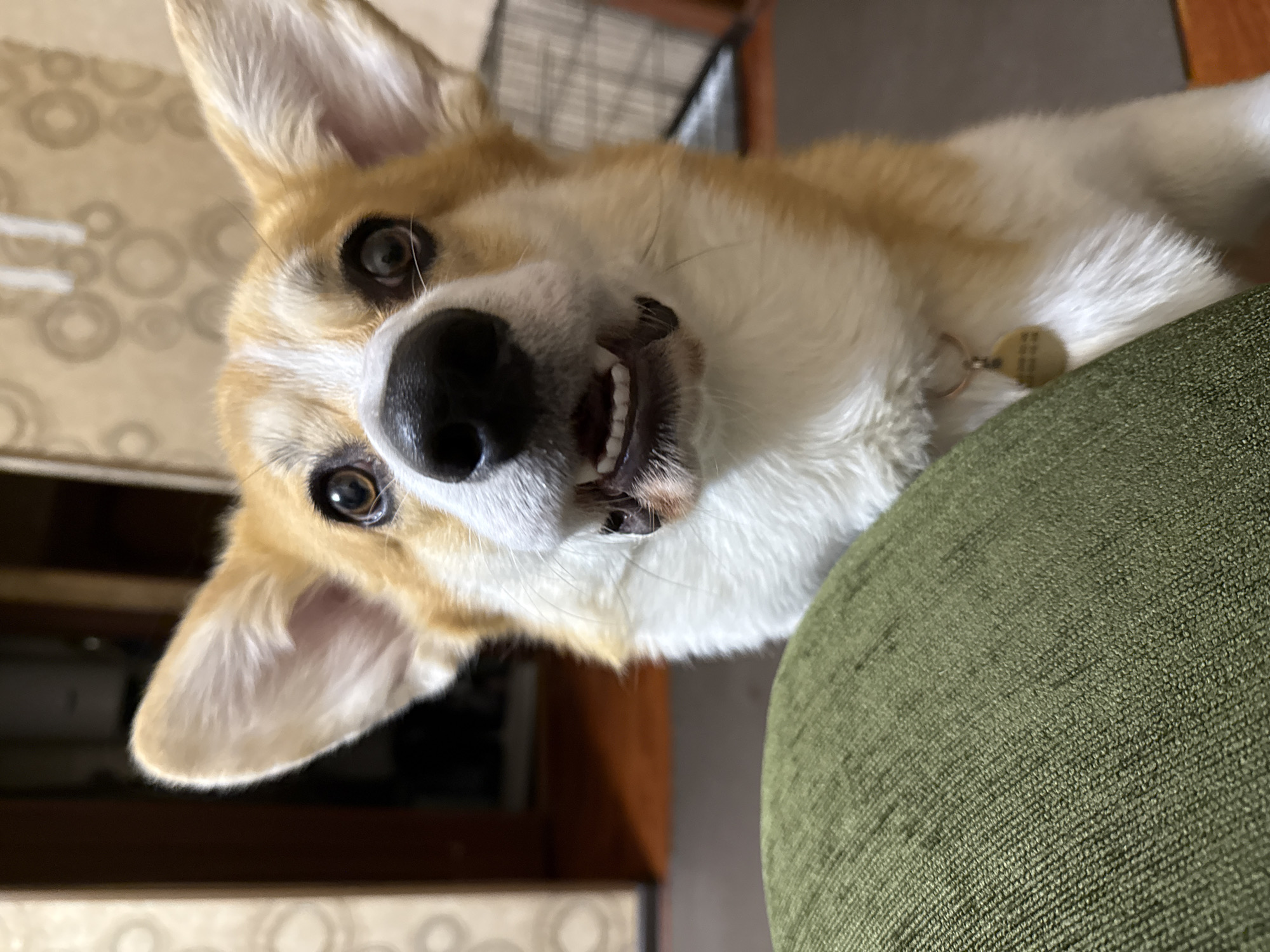 A tan and white Pembroke Welsh Corgi is lying on a green upholstered surface. The dog's head is tilted toward the viewer, showing its teeth. It has a black nose, dark eyes, and a collar with a tag. The background is out of focus, showing a patterned wall and a wire crate. The image does not contain enough information to determine that the photograph was taken in Borzya, Russia.