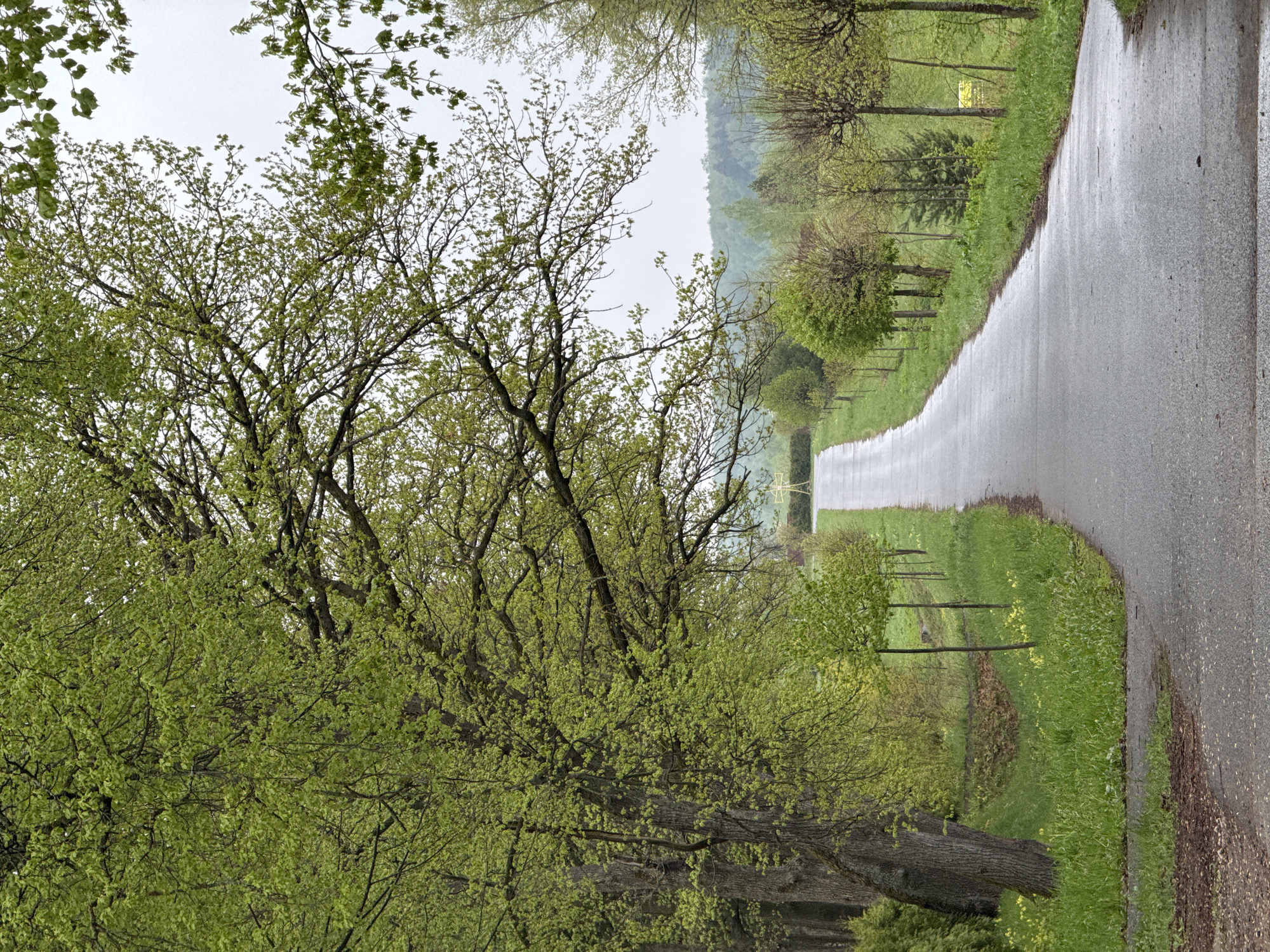 The image shows a wet, asphalt road winding through a green, tree-lined landscape. On the left, a large tree with vibrant green leaves dominates the foreground. The road stretches into the distance, flanked by rows of trees on either side. In the background, a slight rise in the terrain is visible. The location may be near the city of Sapronovo, Russia, based on the prompt.