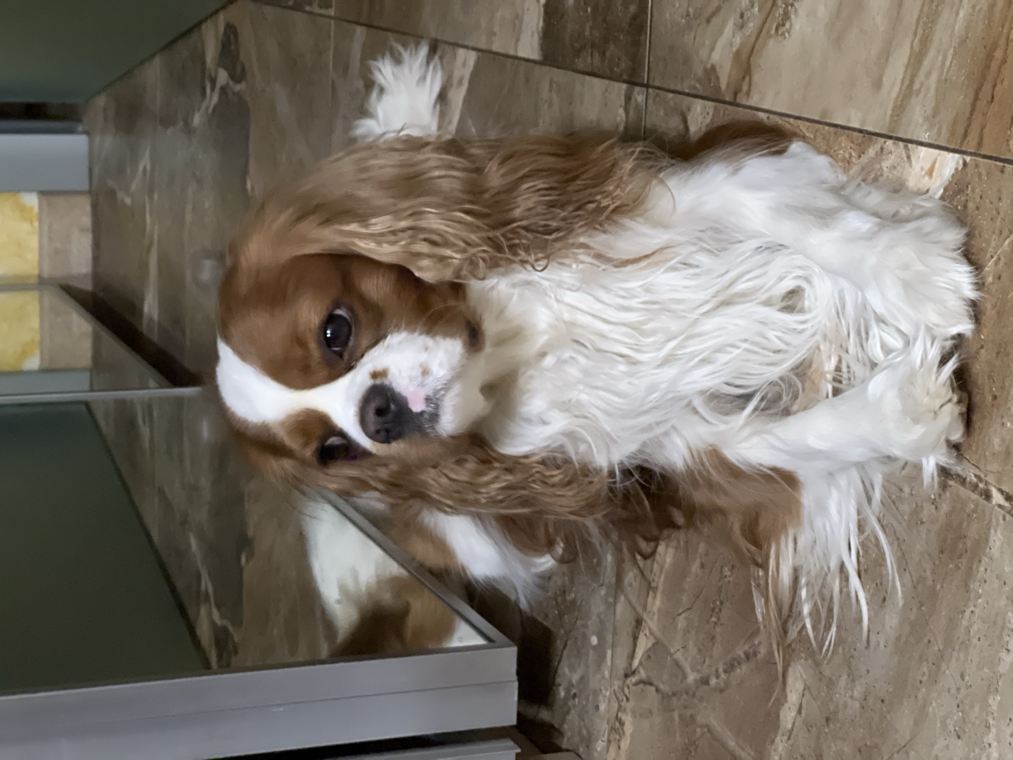 A Cavalier King Charles Spaniel with brown and white fur is lying on a brown tiled floor next to a grey cabinet or table. The dog is looking at the camera with its head tilted. The location, Khimki, Russia, cannot be confirmed from the image alone.