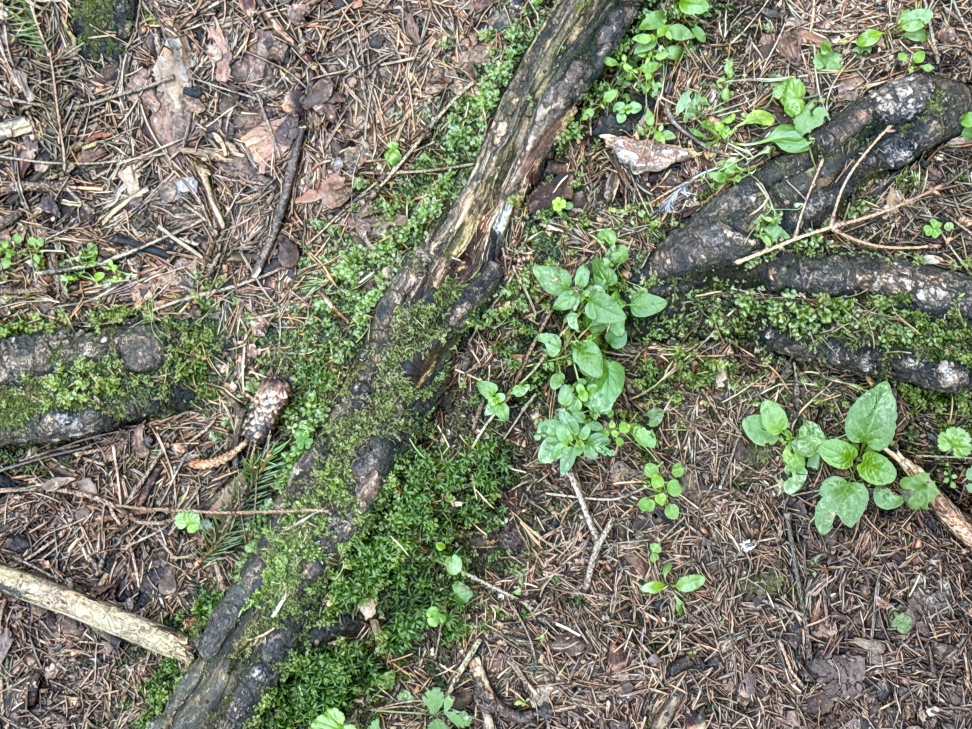 The image depicts a close-up view of the forest floor in Moscow, Russia. The ground is covered with pine needles, fallen leaves, and twigs, indicating a natural, wooded environment. Several pieces of moss-covered wood, likely fallen branches or roots, are prominent. Small green plants and seedlings are growing amongst the debris. A single pinecone lies on the ground. There are no people or animals visible in the scene. The lighting suggests an overcast day.