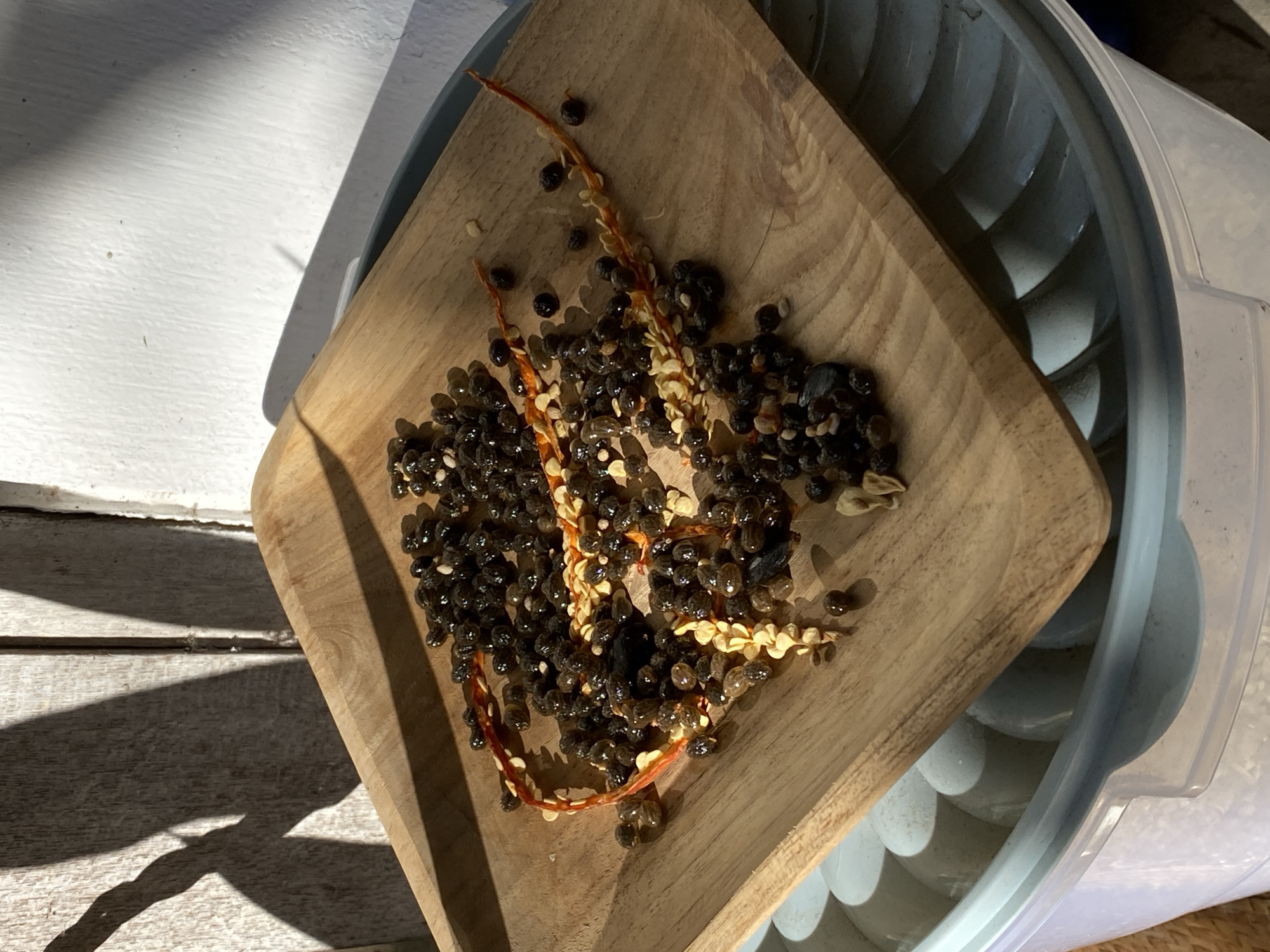 In Kuta Selatan, Indonesia, a close-up shot captures a wooden dish filled with papaya seeds and remnants of orange pulp. The dish sits atop a white plastic container with a ridged interior. Sunlight casts strong shadows on a textured wooden surface in the background, suggesting an outdoor or well-lit indoor setting. The focus is on the seeds, some of which appear to be attached to thin, dried floral structures, indicating they have been harvested and are likely being dried or prepared for future use. The overall impression is one of a natural, everyday scene, possibly related to gardening or food preparation.