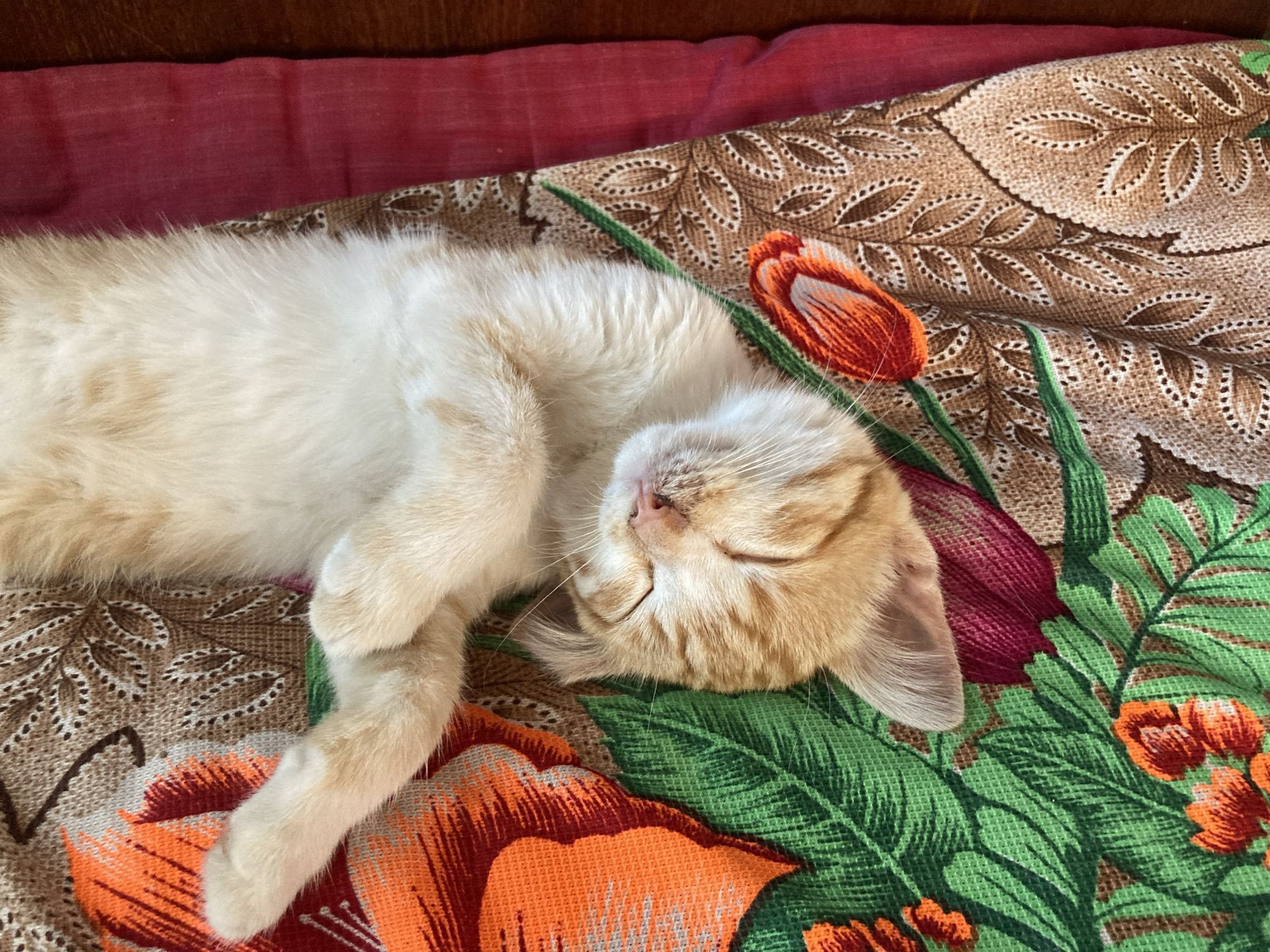 A ginger and white cat is curled up asleep on a floral patterned blanket. The blanket has a brown background with a repeating pattern of light brown leaf shapes. There are also large, stylized flowers in shades of orange, red, and green scattered across the blanket. The cat is on its side, with its eyes closed and its paws tucked in. Its fur is light in color with some ginger markings. A dark red fabric is visible at the top of the image, possibly a pillow or part of a sofa. The lighting suggests it is daytime, with natural light illuminating the scene. The image is taken from a top-down perspective.