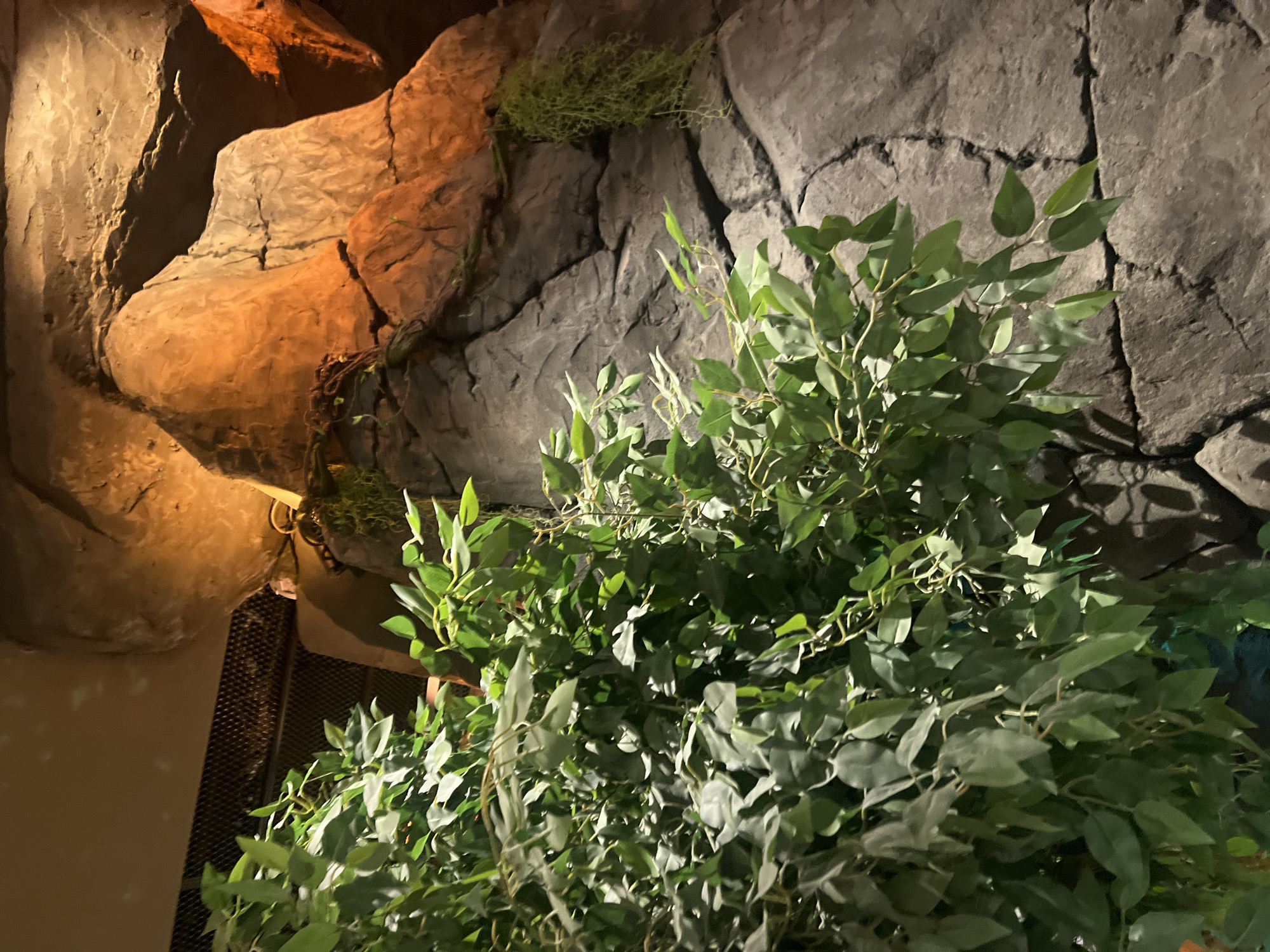 The image captures a close-up view of a simulated rock formation, likely an artificial environment such as a zoo enclosure or theme park attraction. In the foreground, a dense cluster of artificial green foliage, resembling tree branches with numerous oval-shaped leaves, dominates the left side of the frame. This foliage is partially obscuring the rock wall behind it.
The rock formation itself appears to be constructed from textured materials, with visible cracks and variations in color, ranging from dark gray to lighter gray and a warm, orangish-brown hue. The orangish-brown sections are illuminated by artificial lighting, creating highlights and shadows that emphasize the rocky texture and contours. There is also some hanging greenery, resembling moss or vines, attached to the rock face.
In the upper left corner, a glimpse of a dark, gridded metal surface is visible, possibly part of a ventilation system or barrier. The overall lighting suggests an indoor setting with artificial illumination. No people or animals are present in the image. The scene is a still, inanimate display designed to evoke a natural, cave-like or mountainous environment.