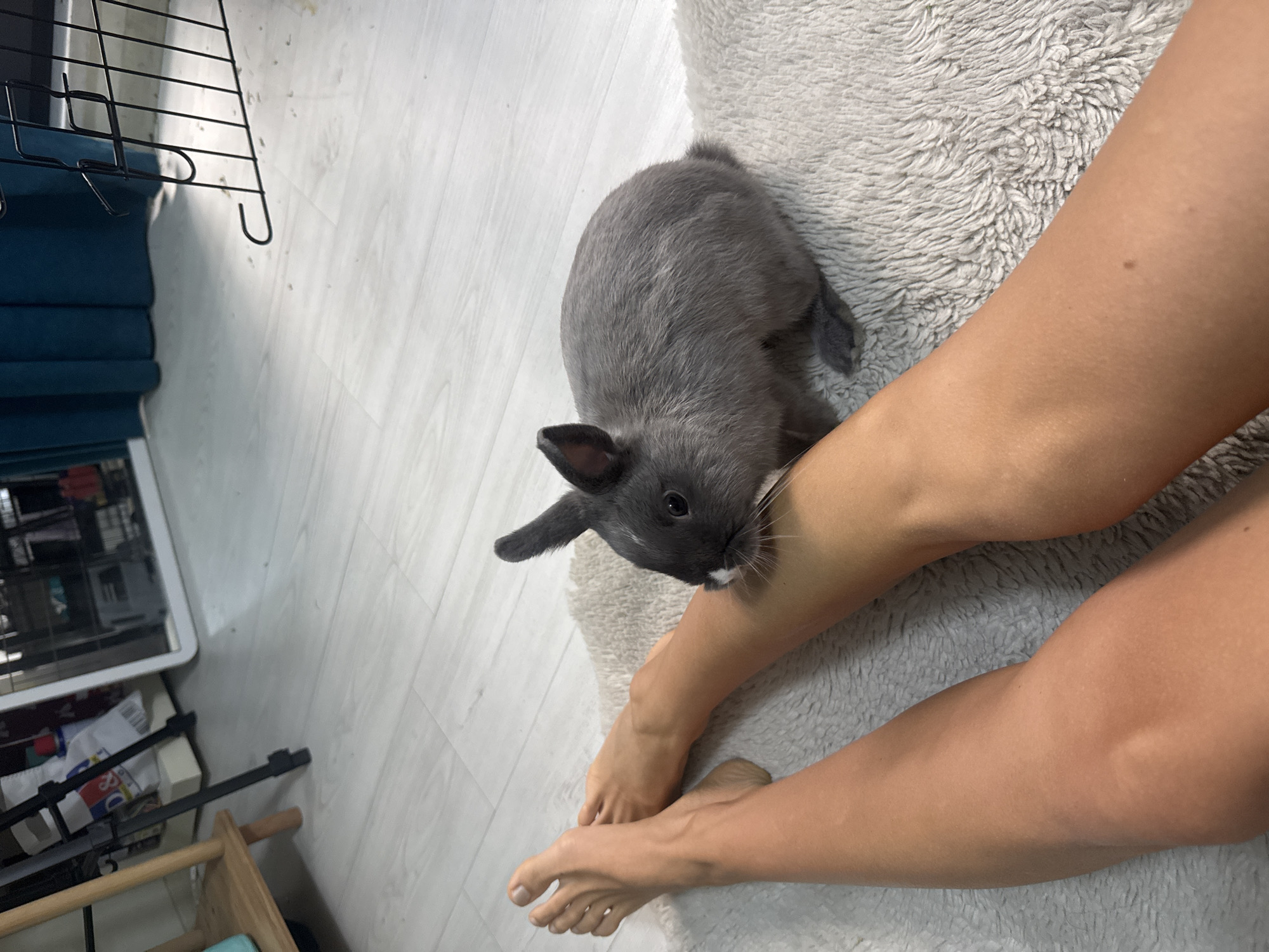 A small, gray rabbit with white markings on its face is perched on a textured, light-colored rug, its nose touching the knee of a person whose bare legs and feet are visible in the foreground. The person's legs are tanned and positioned on the rug. The background shows a light-colored wooden floor and blurred elements including a shelf with items and a dark teal curtain. The scene appears to be indoors, possibly in a residential setting.