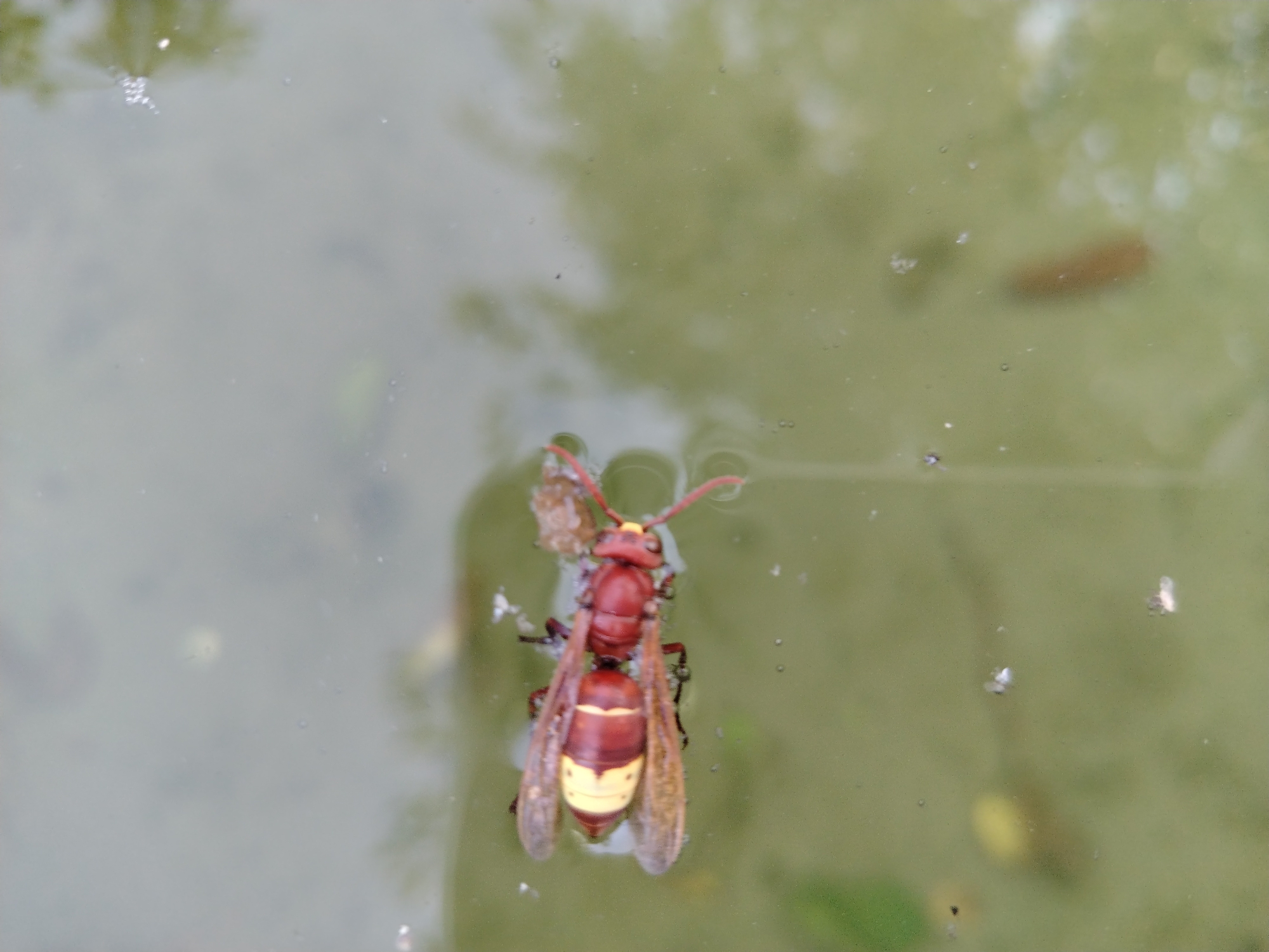 A close-up, top-down view shows a hornet floating face-down on the surface of murky, greenish water. The hornet's body is predominantly reddish-brown, with distinct yellow bands across its abdomen. Its translucent wings are spread, and its antennae are visible. Small air bubbles are scattered around the hornet and on the water's surface, along with some debris. The water reflects a blurred, out-of-focus background that appears to be foliage, suggesting an outdoor environment. The scene is devoid of human presence and specific landmarks identifiable to the city of Nurata, Uzbekistan.