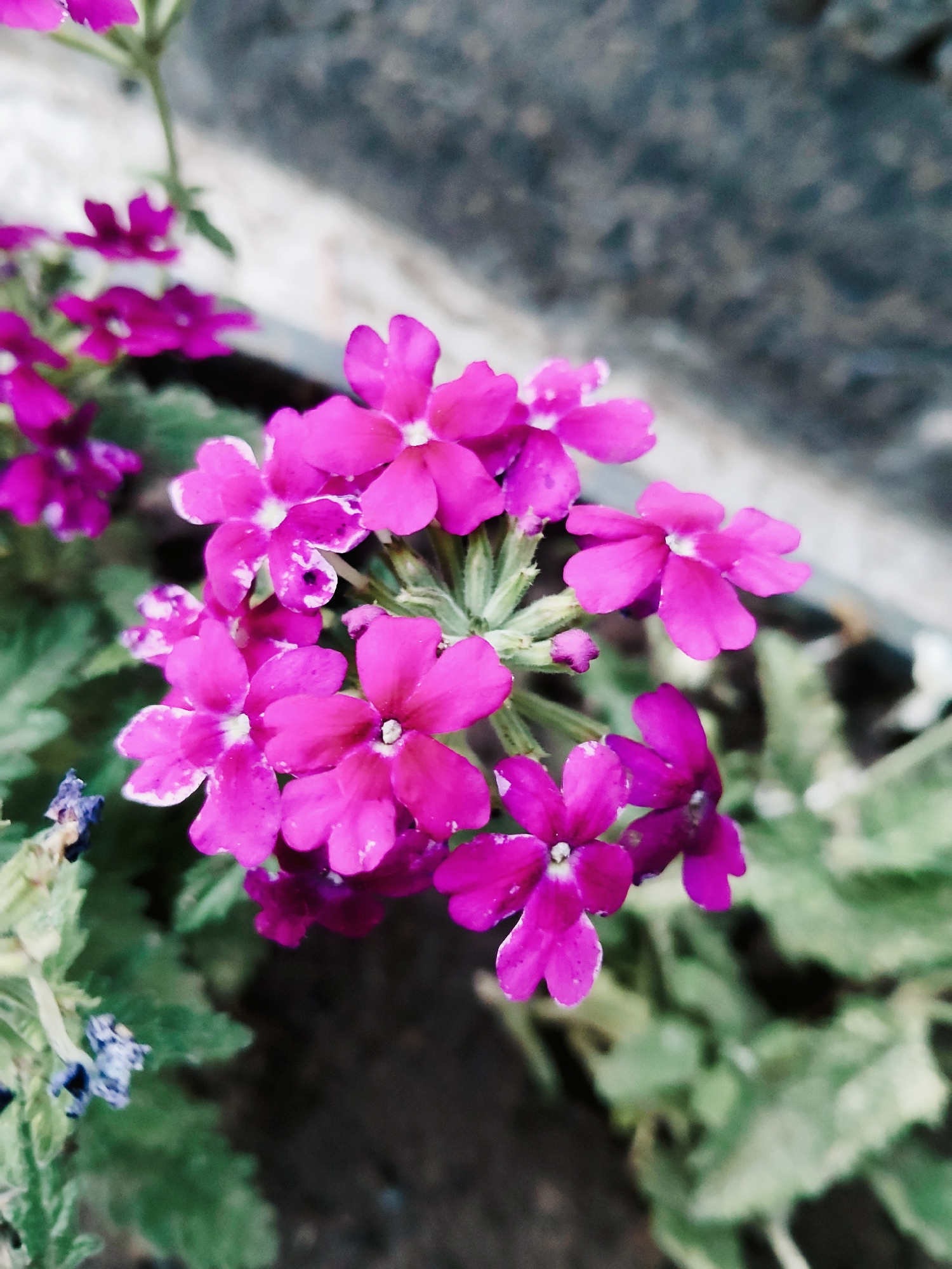 The image depicts a cluster of vibrant fuchsia flowers in bloom. The flowers are small and delicate, with five petals each, and appear to be a type of verbena. They are arranged in a sprig, with some buds also visible. The background is softly blurred, showing hints of green foliage and a textured, grayish-brown surface that could be a wall or pavement. The lighting suggests an outdoor setting, likely during the daytime. There are no people or animals present in the image, and the focus is solely on the natural beauty of the flowers. The image does not contain any specific information that would allow for its location to be identified as Kharkiv, Ukraine.
