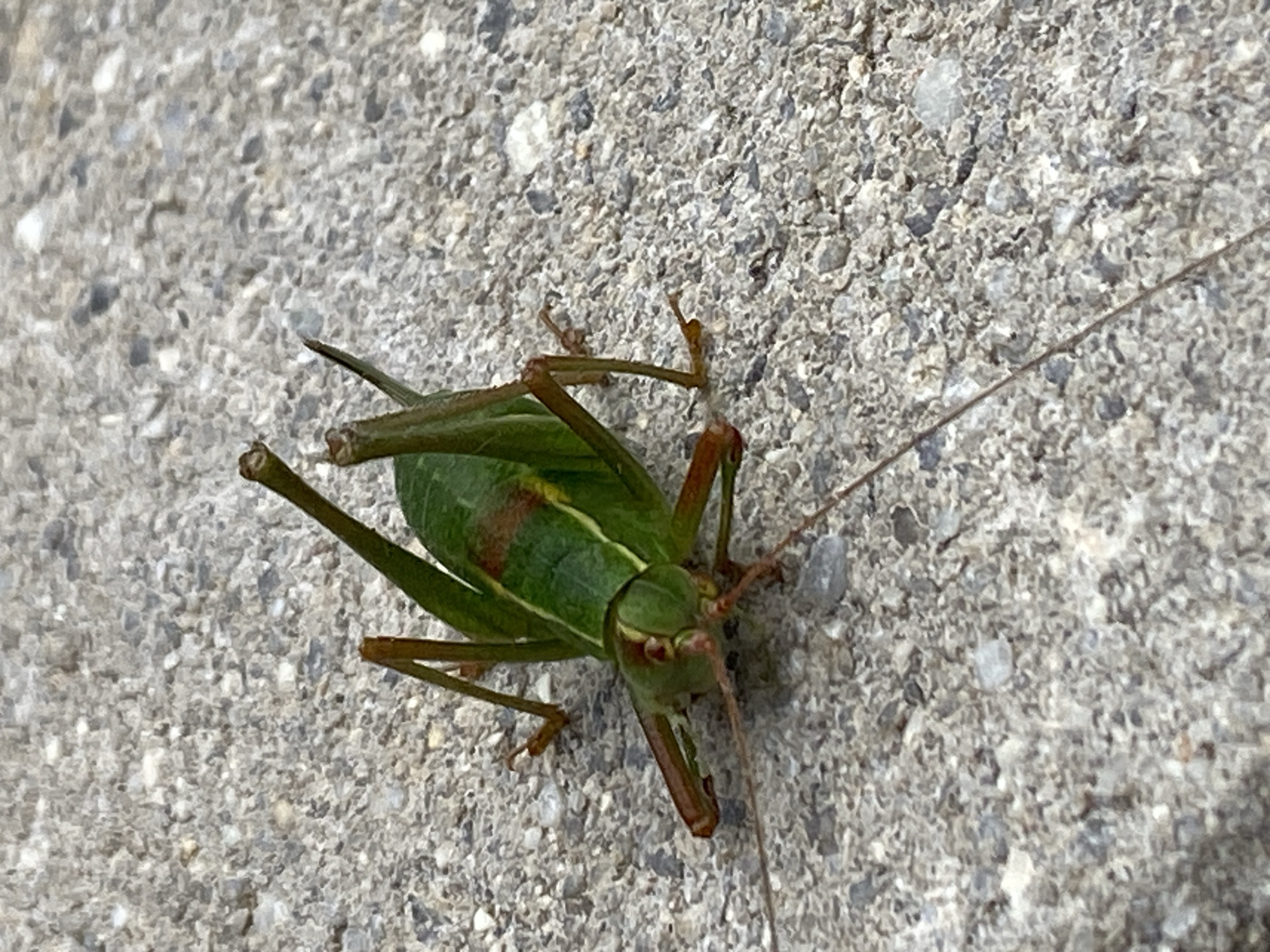 A close-up, high-angle shot shows a green katydid resting on a light gray, textured concrete surface. The insect is oriented diagonally, with its head facing the lower left of the frame. It has long, slender antennae, prominent compound eyes, and visible legs. The katydid's body is primarily green with a reddish-brown stripe running down its back. The concrete surface appears to be part of a sidewalk or path, exhibiting small pebbles and an irregular texture. The lighting suggests an outdoor, daytime scene.