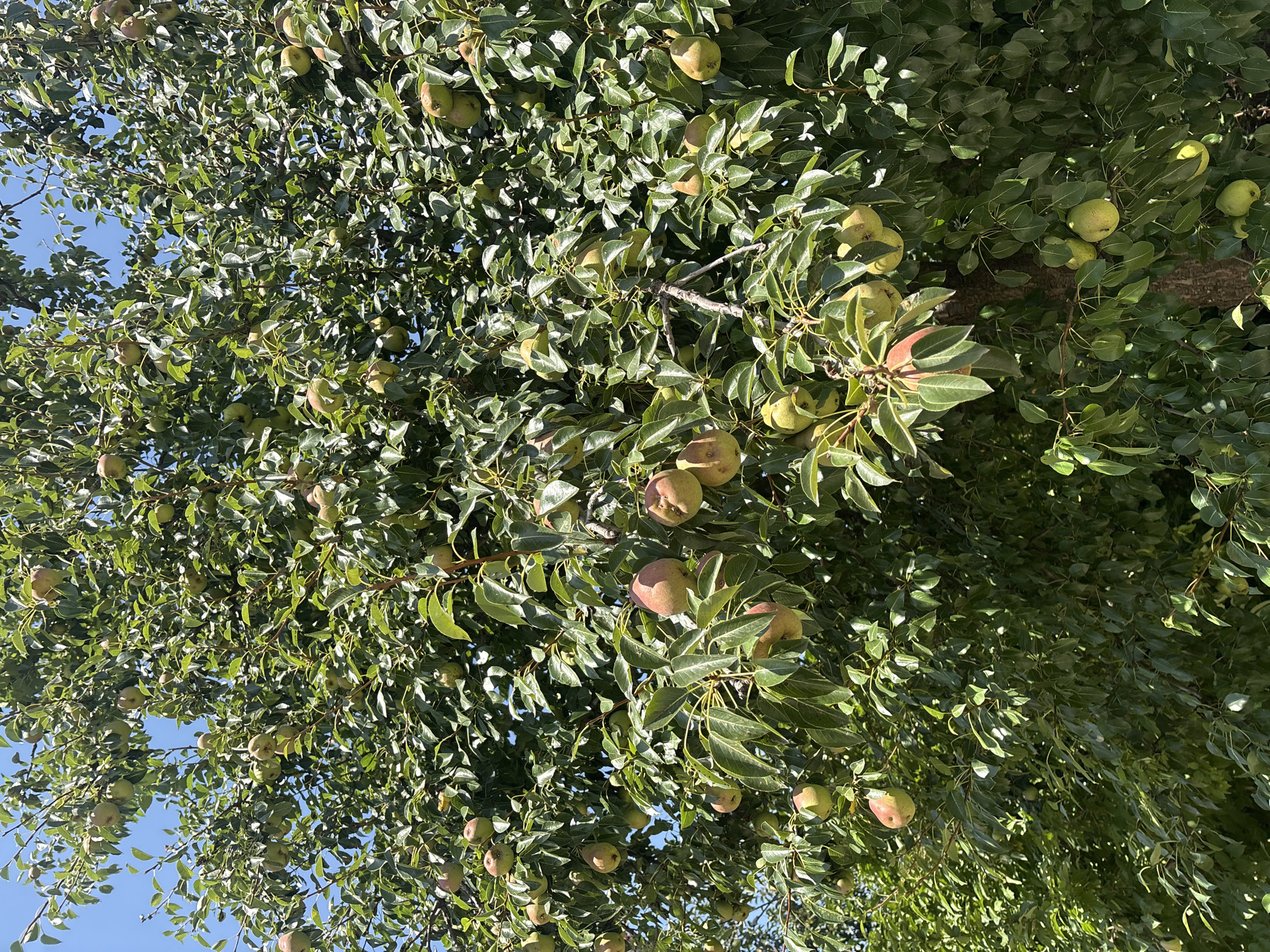 A pear tree heavily laden with fruit is visible, with the clear blue sky peeking through the dense green foliage. The pears are of various sizes and shades of green and yellow, with some exhibiting hints of red. The tree's branches are laden with leaves and fruit, suggesting a bountiful harvest. The scene is characteristic of a garden or orchard in Georgiyevsk, Russia, during the fruit-bearing season.