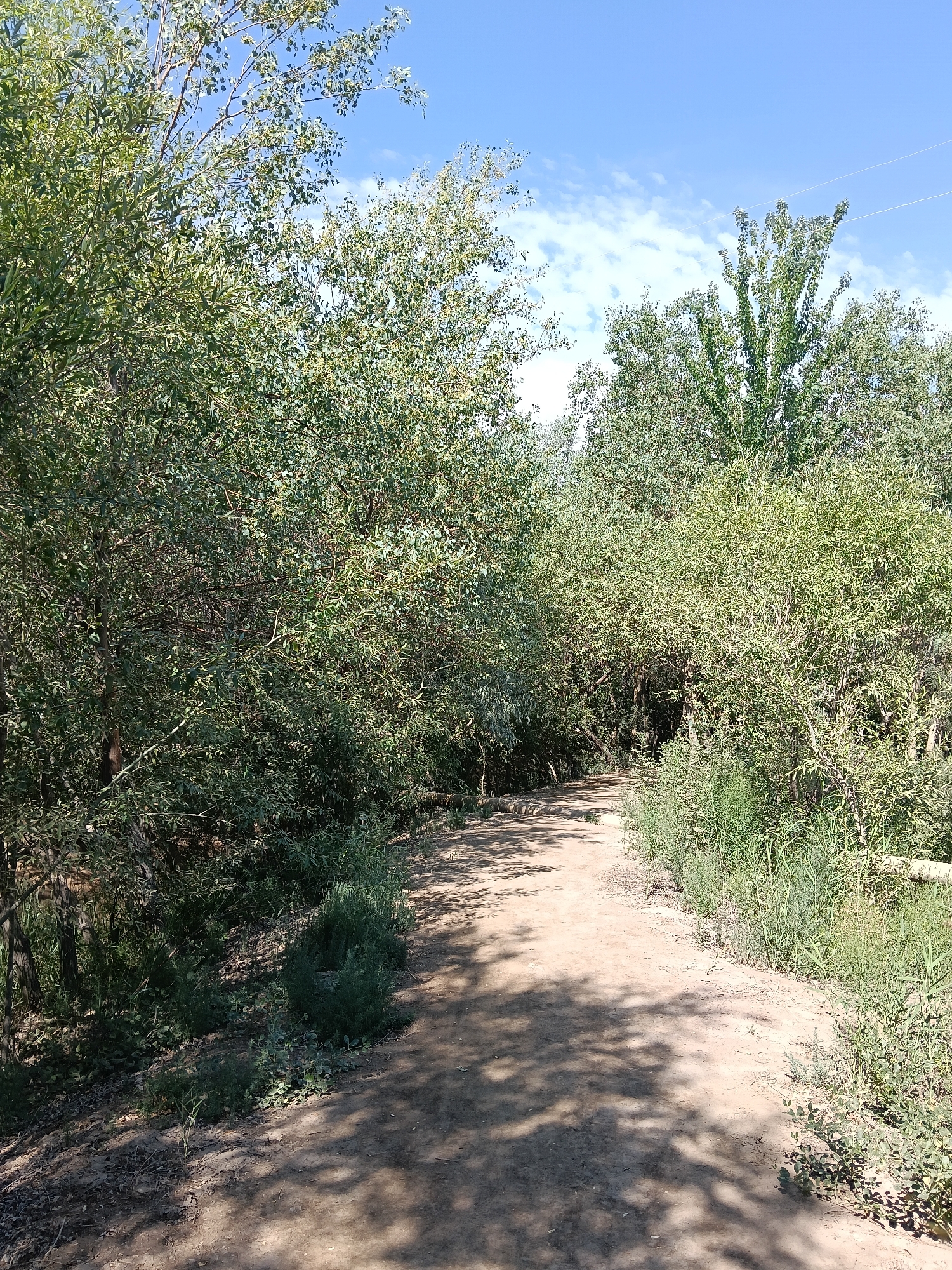 A dirt path winds through a dense, green forest under a bright blue sky with scattered clouds. The path is dappled with sunlight and shadows cast by the surrounding trees. The trees are tall and lush, with thick foliage. The scene appears to be a natural setting, possibly a park or a nature trail. There are no people or man-made structures visible in the image, except for two thin horizontal wires stretching across the sky in the upper right portion of the image.