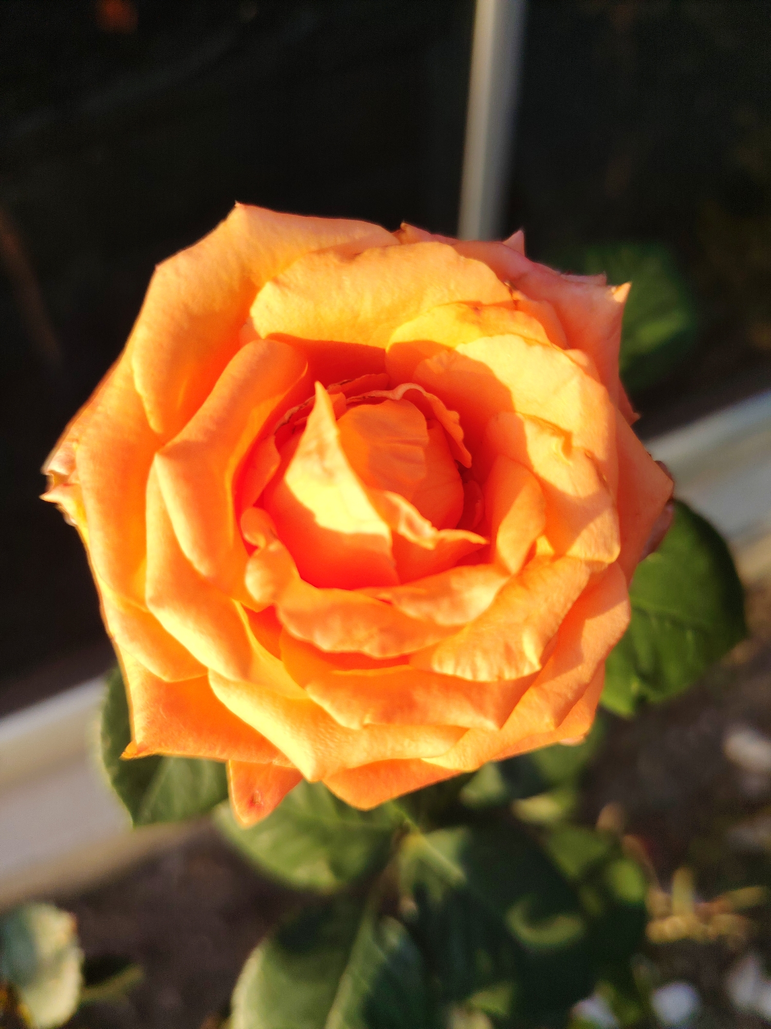 An orange rose is in full bloom, its petals unfurling in concentric layers. The lighting suggests it is either early morning or late afternoon, casting a warm glow on the flower. The background is blurred, with dark shadows and hints of green foliage, creating a shallow depth of field that emphasizes the rose. A pale, vertical element, possibly a window frame or a wall, is visible on the right side of the image, while a lighter, out-of-focus area on the left could be part of a railing or another architectural feature. The scene is likely outdoors, given the natural light and the presence of plant life. The location is specified as Konyaaltı, Turkey.
